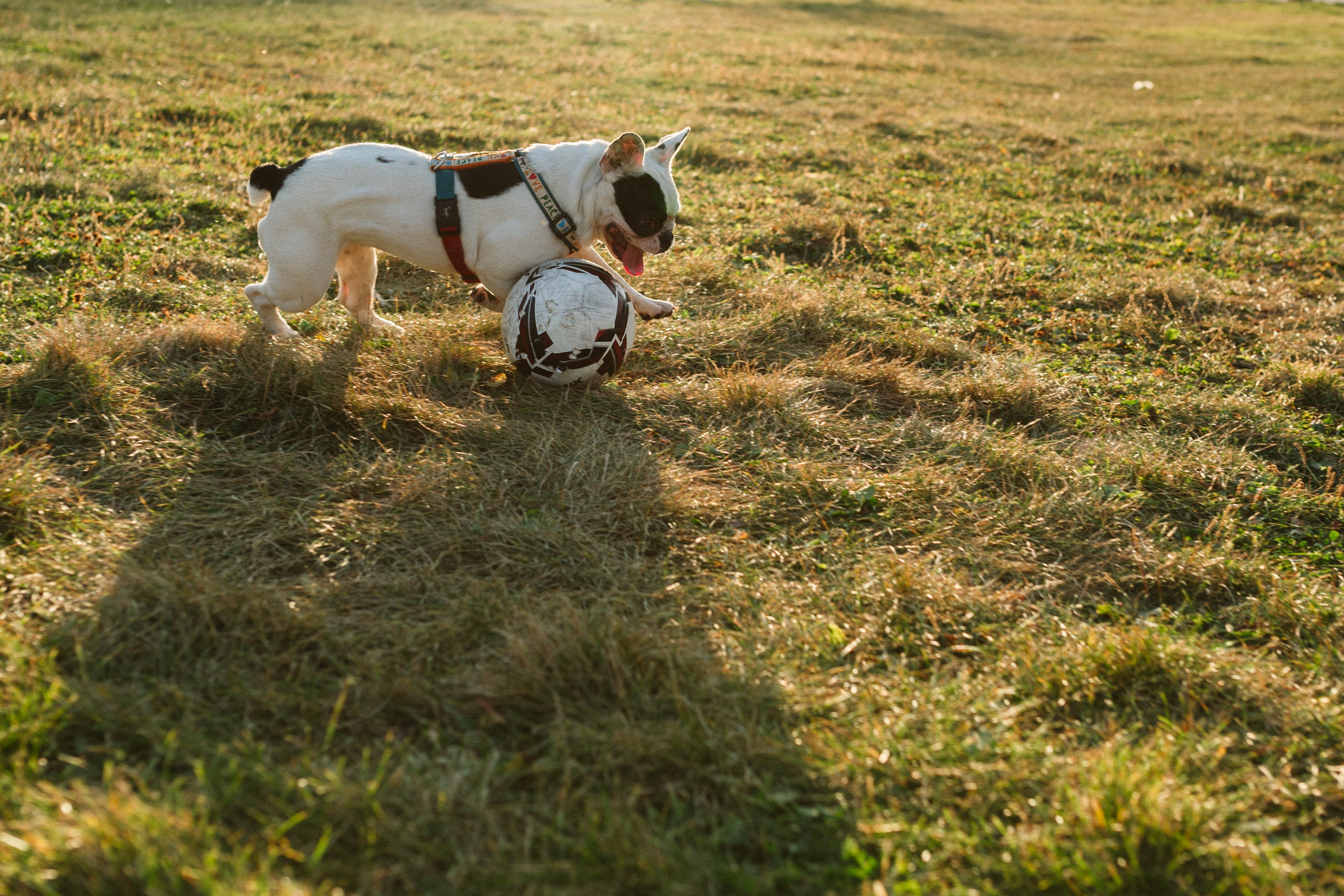 Инна и Белль. Фотограф анималист в Москве Ольга Агушева