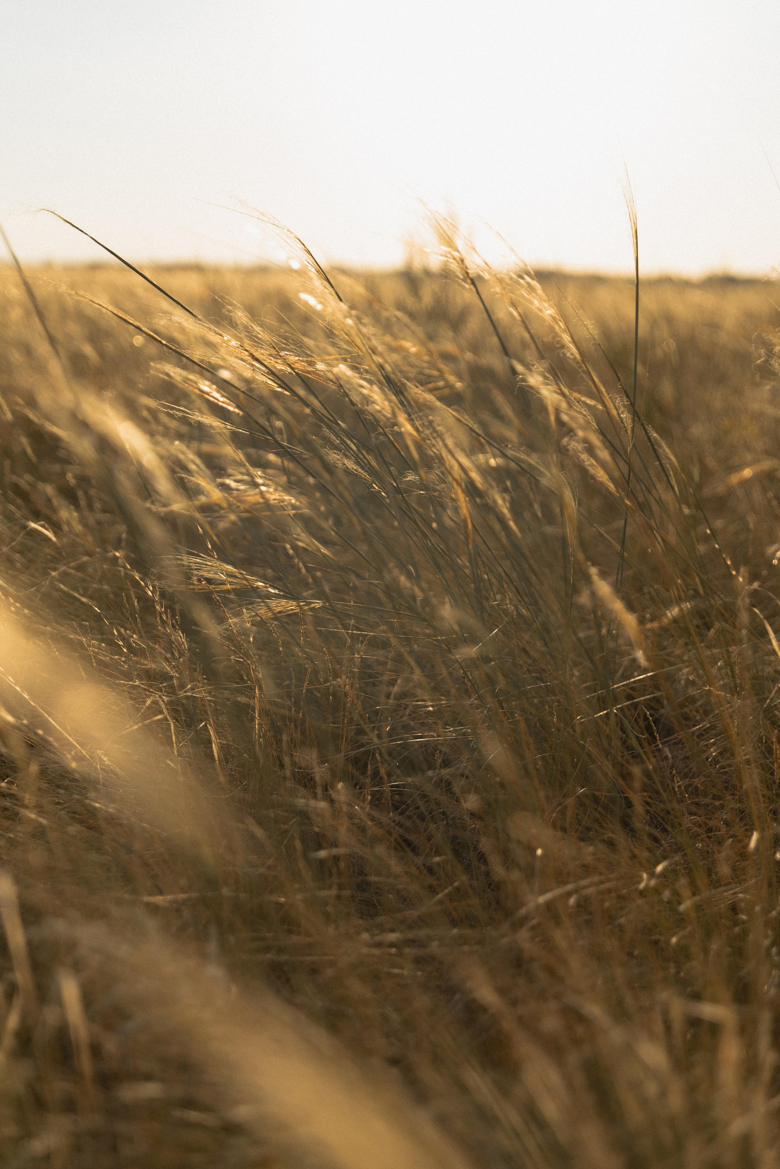 Аня и Аделина. Фотограф Алеся Груздо Волгоград