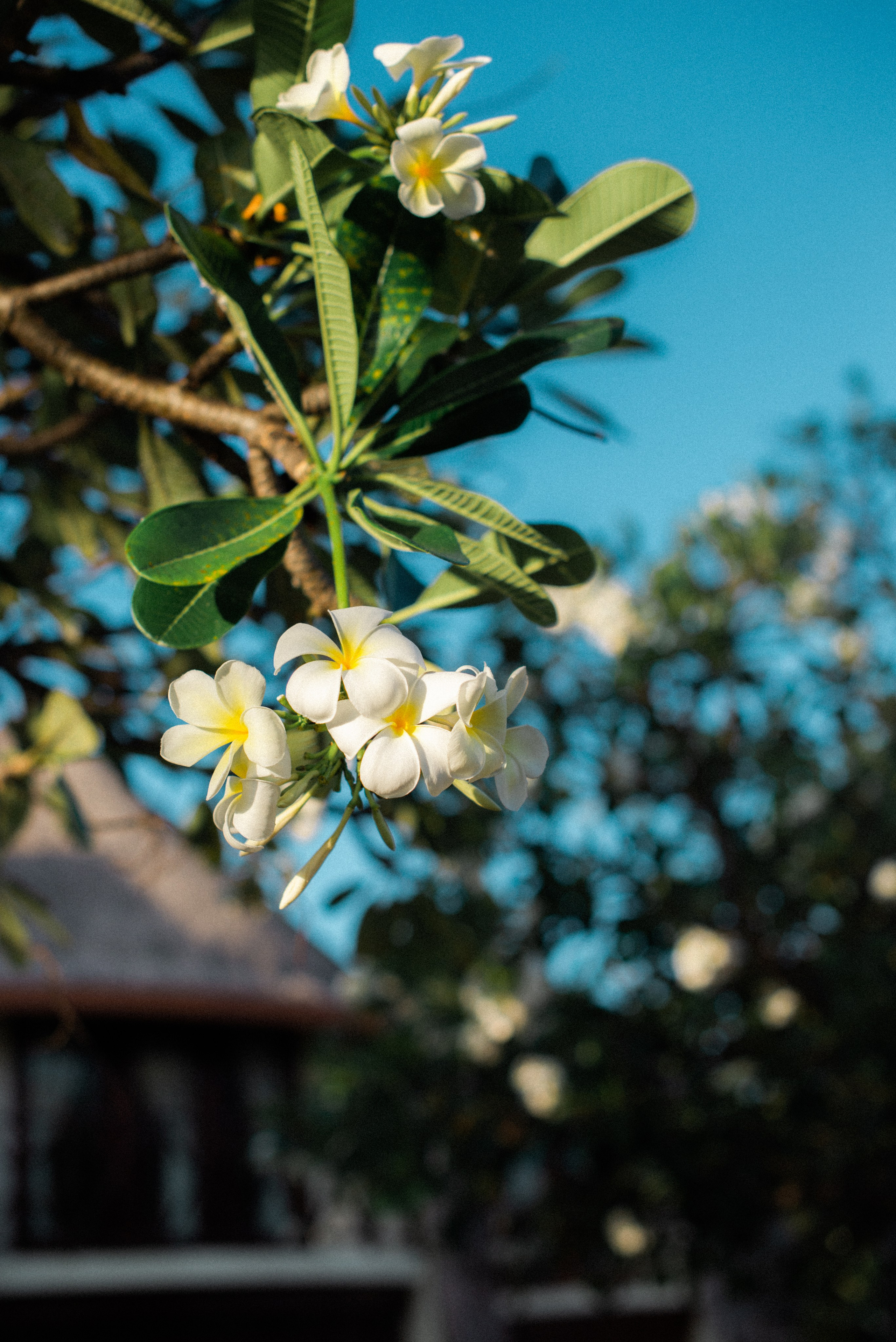 Мальдивы. Фотограф Алиса Аспер