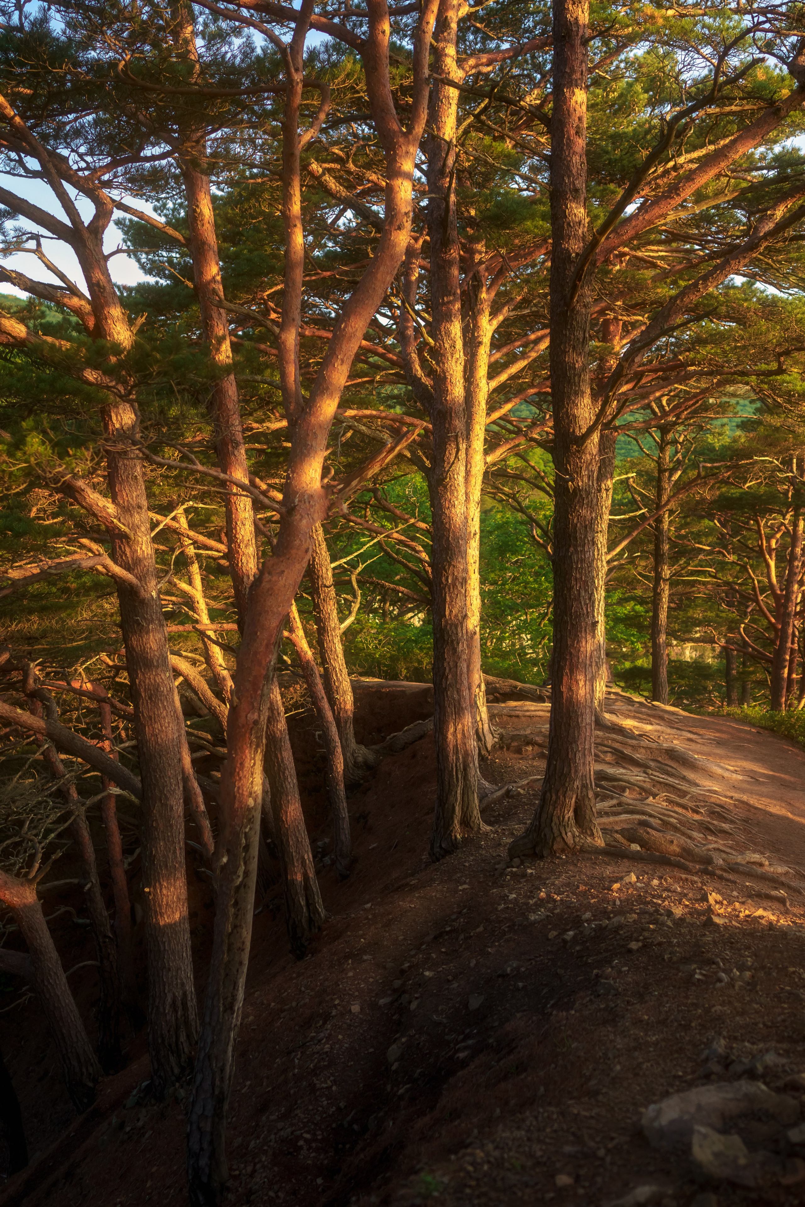 Весеннее Приморье. Май
