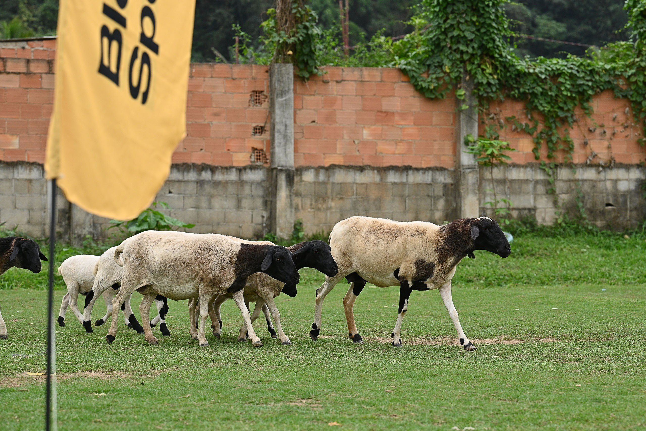 АКАДЕМИЯ ФУТБОЛА В БРАЗИЛИИ. Репортажный фотограф в Нижнем Новгороде и Москве Ангелина Ильичева