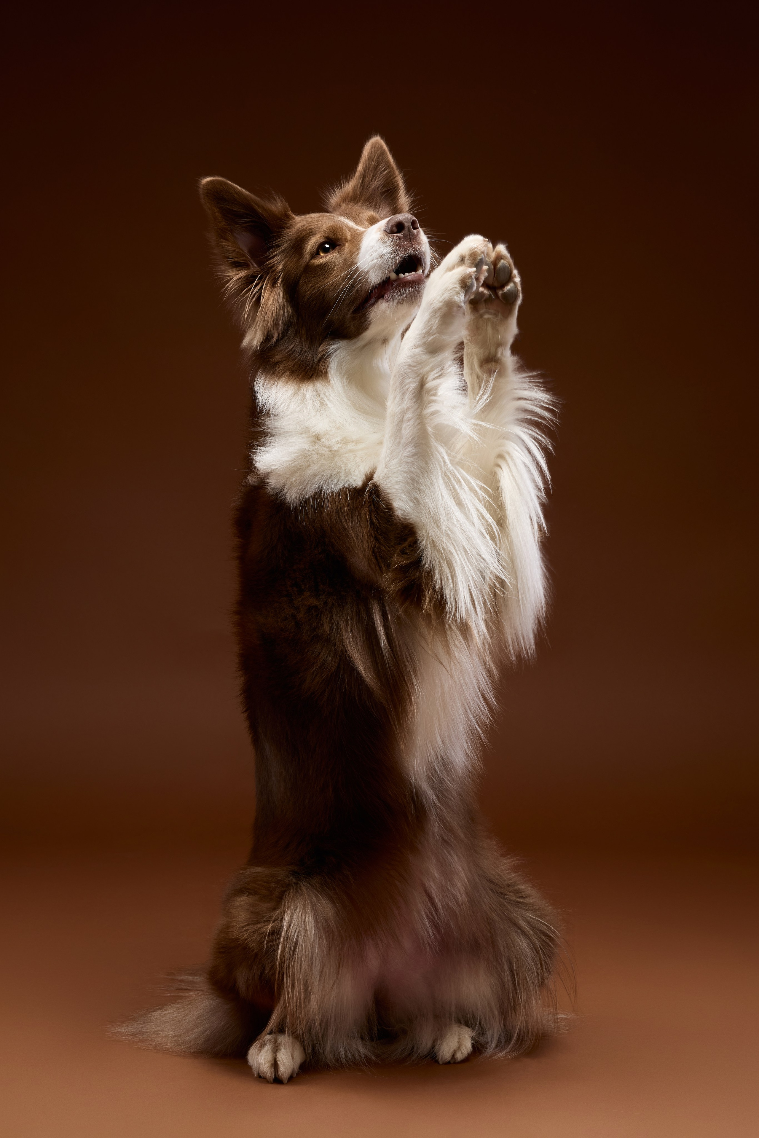 Pet photography. Фотограф Макс Давыдов