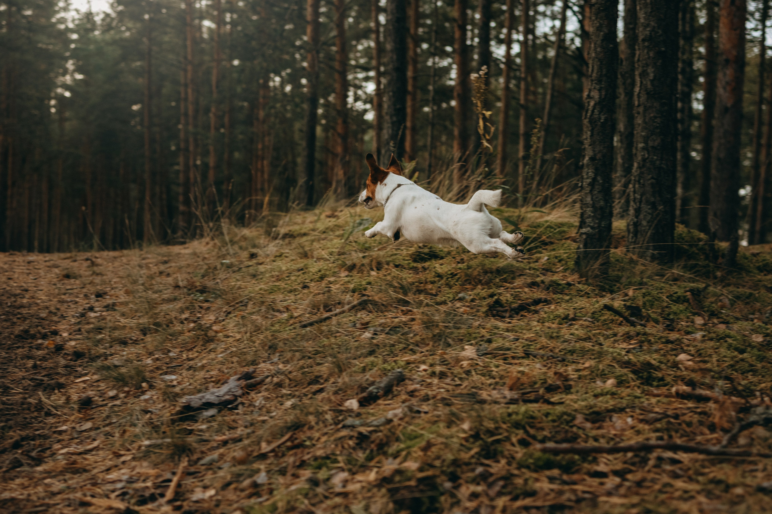 Лея и ее семья. Фотограф — Анималист | Санкт-Петербург