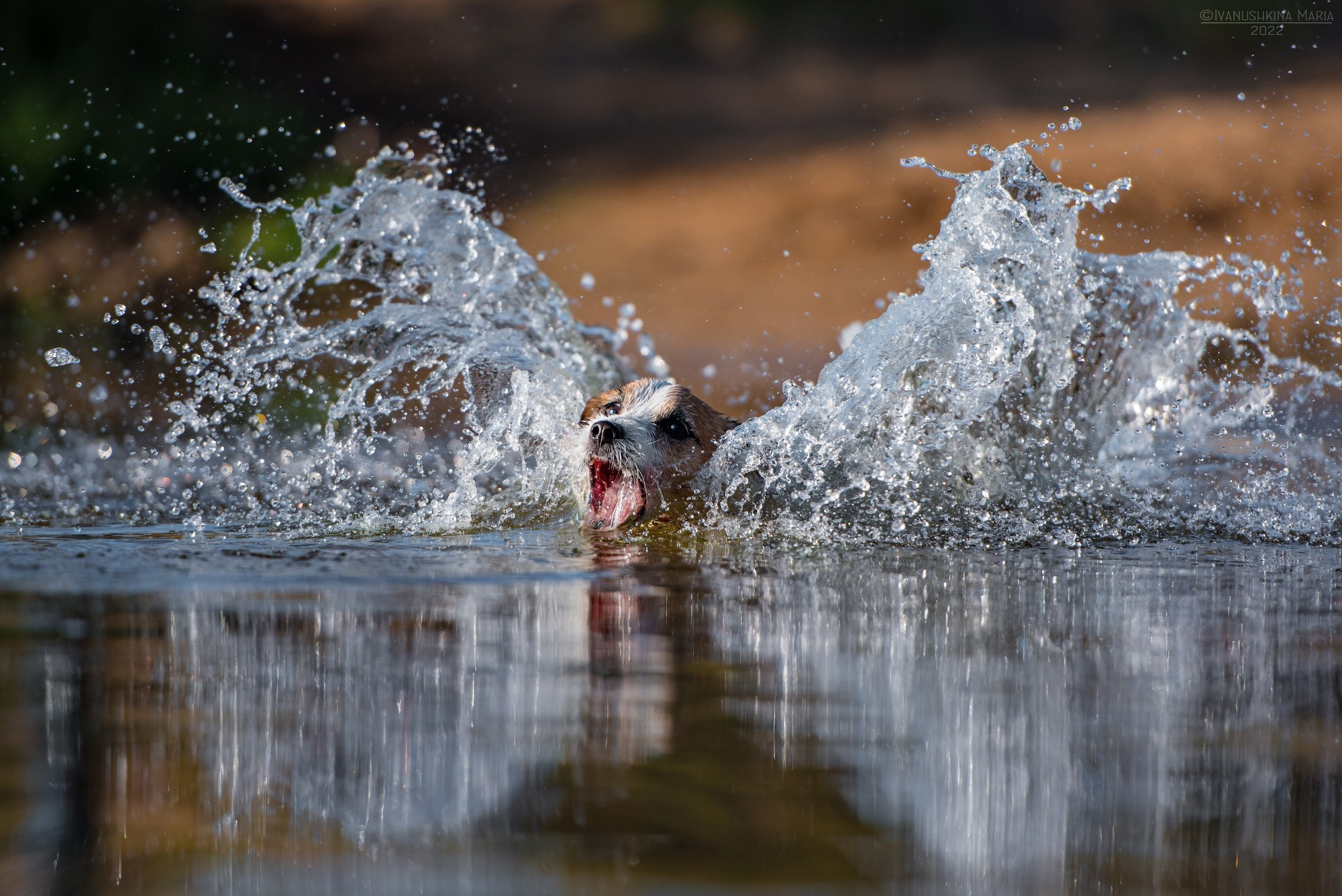 Фотограф-анималист. Фотограф собак в Москве и Московской области Иванушкина Мария