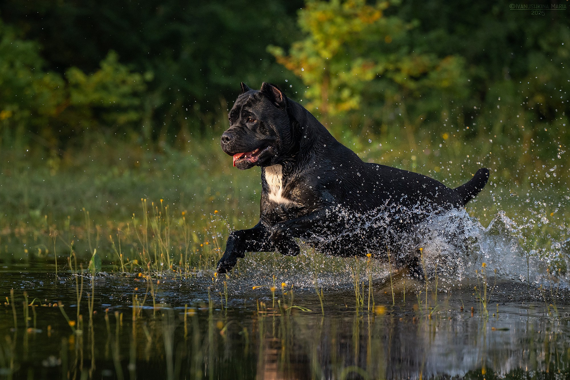 Фотограф-анималист. Фотограф собак в Москве и Московской области Иванушкина Мария