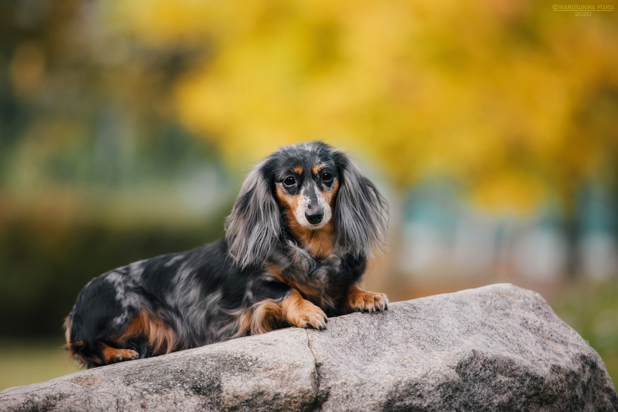 мраморная длинношерстная такса