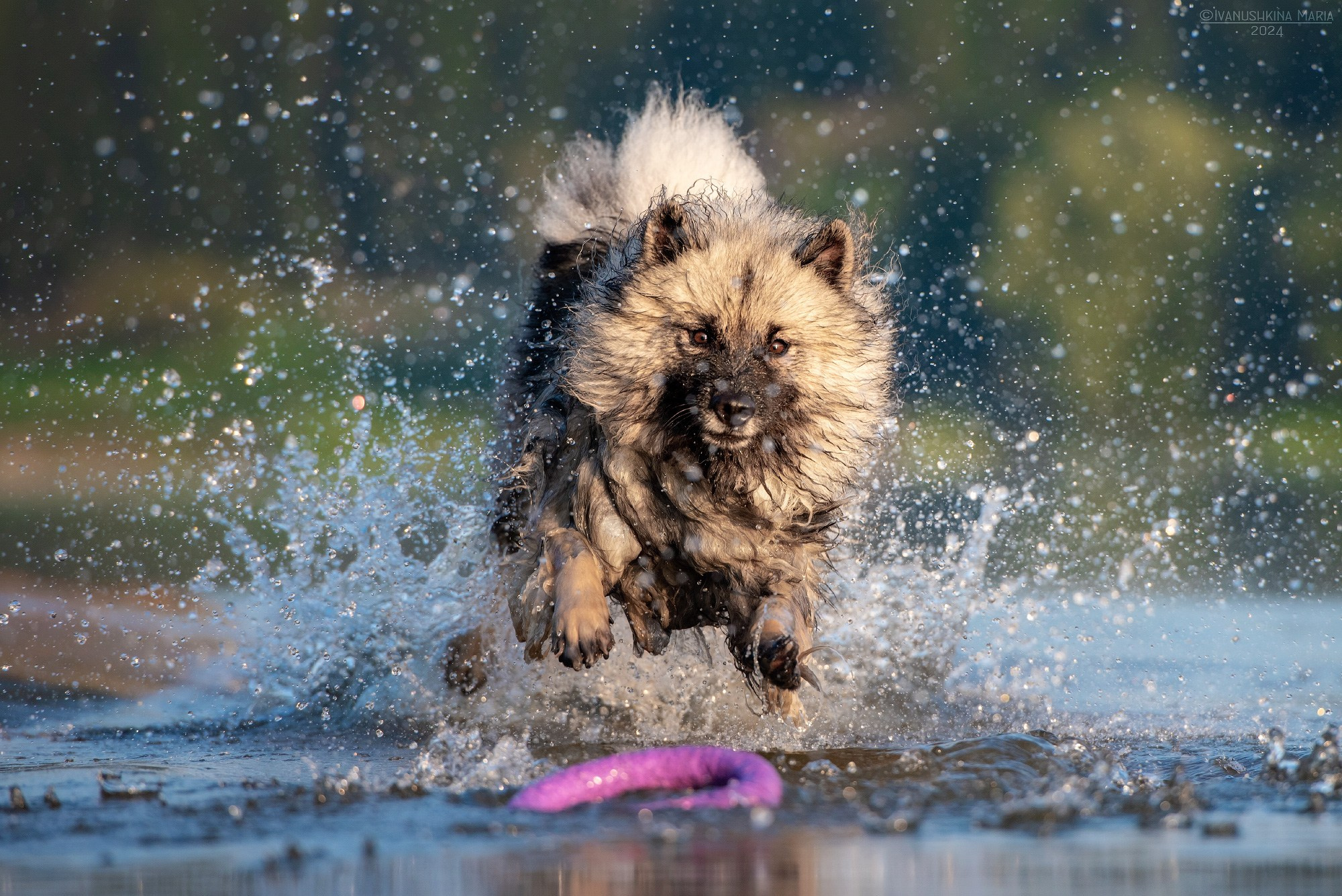 вольфшпиц в воде