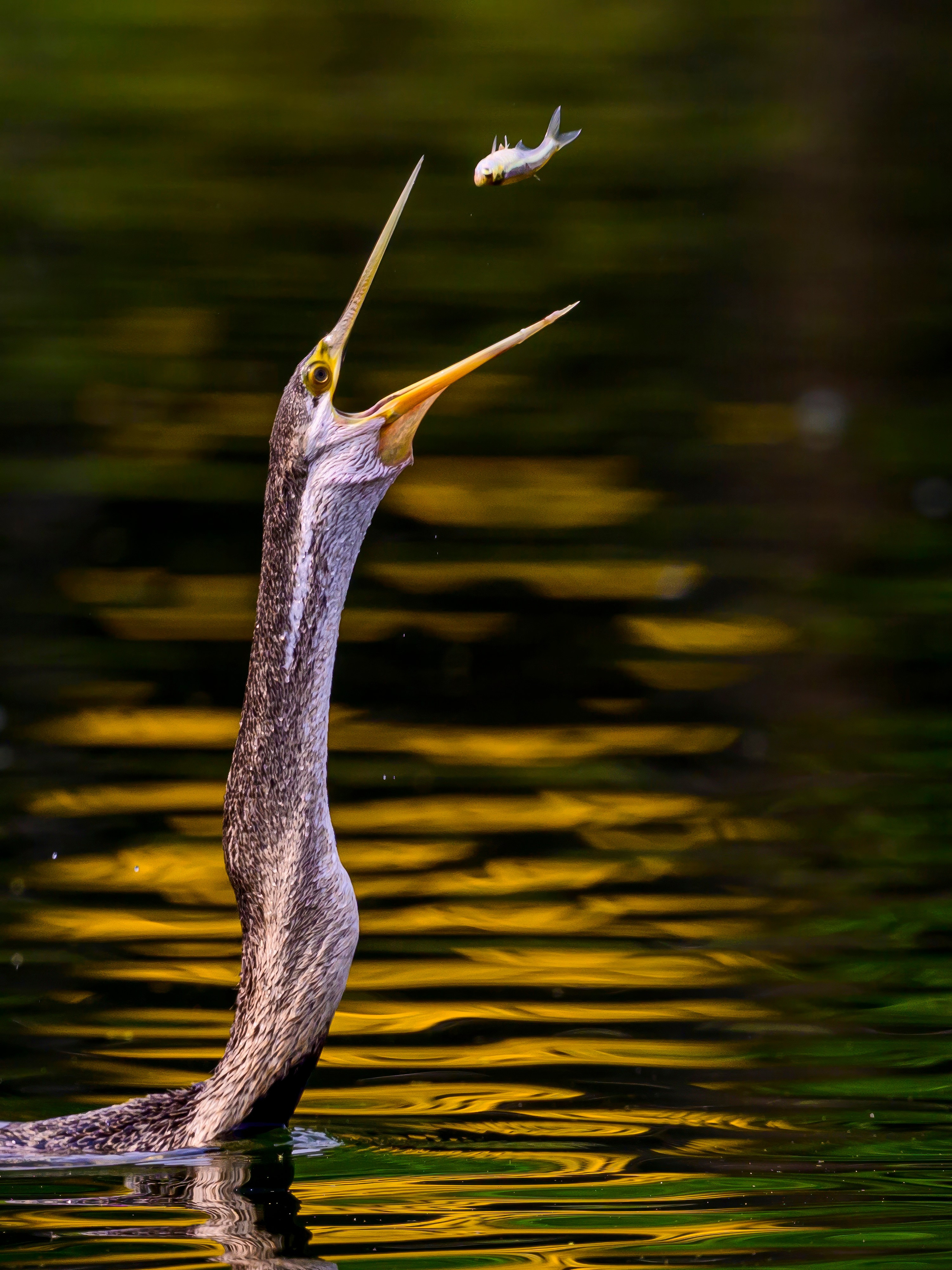Раджастан, Индия. Wildlife photography by Sergey Puponin