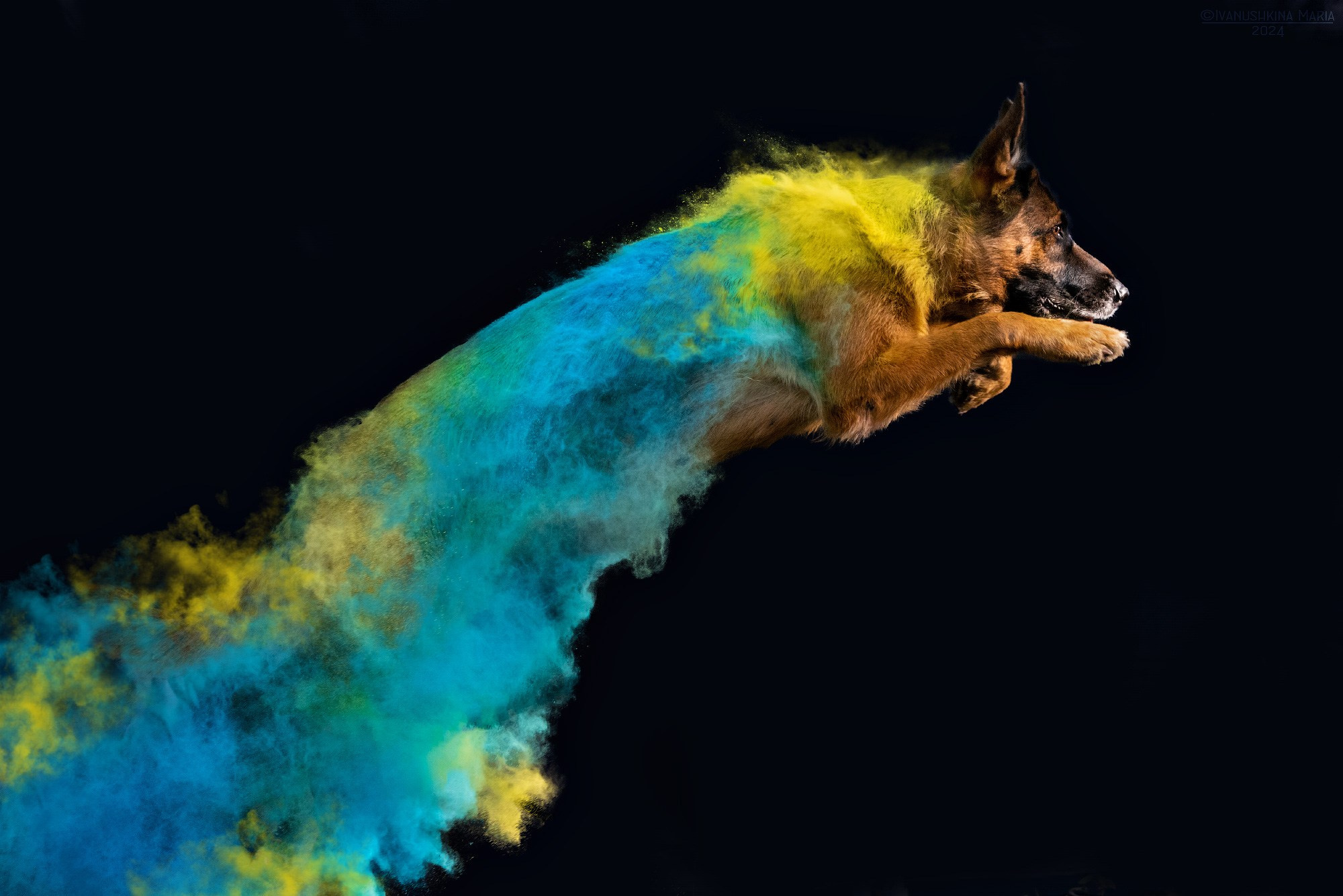 Фотосессия собаки с красками холи. Фотограф собак в Москве и Московской области Иванушкина Мария