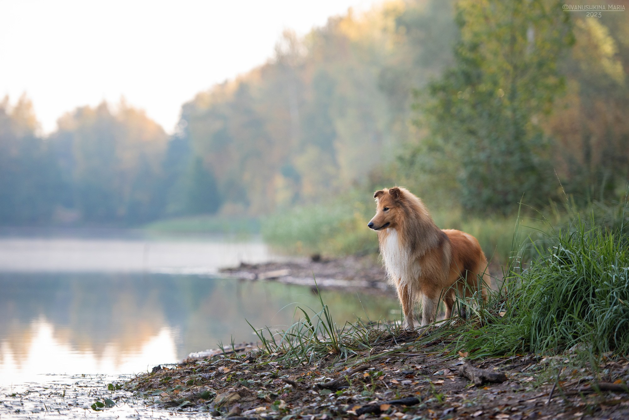 Фотограф-анималист. Фотограф собак в Москве и Московской области Иванушкина Мария