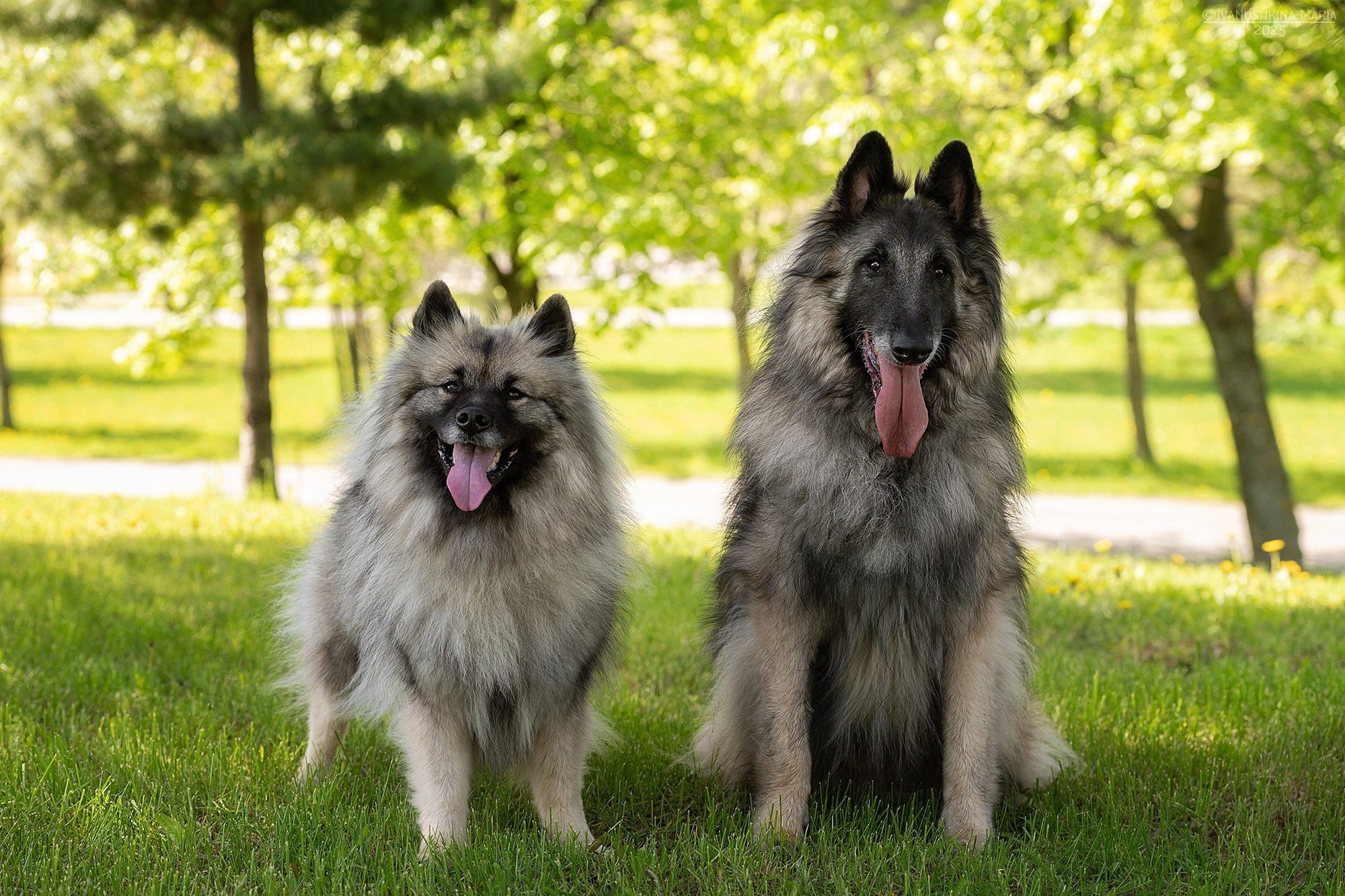 Фотограф-анималист. Фотограф собак в Москве и Московской области Иванушкина Мария