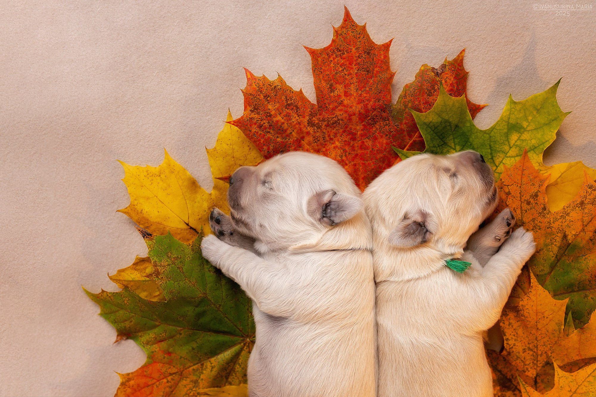 Ньюборн фотосессия щенков. Фотограф собак в Москве и Московской области Иванушкина Мария
