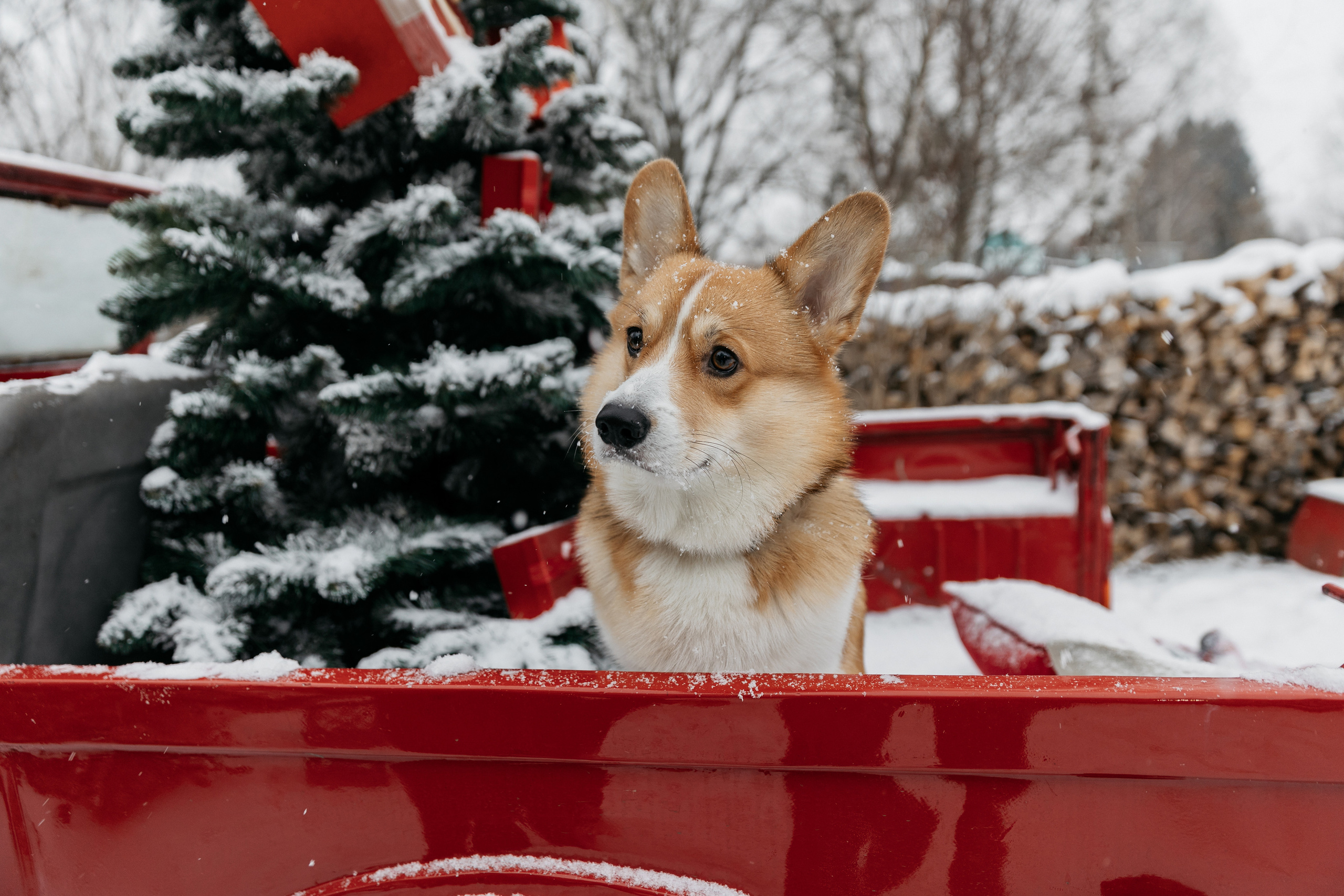 Анонс зимней фотосессии Алины и Никиты. Свадебный фотограф Домодедово Москва Катерина Алехина