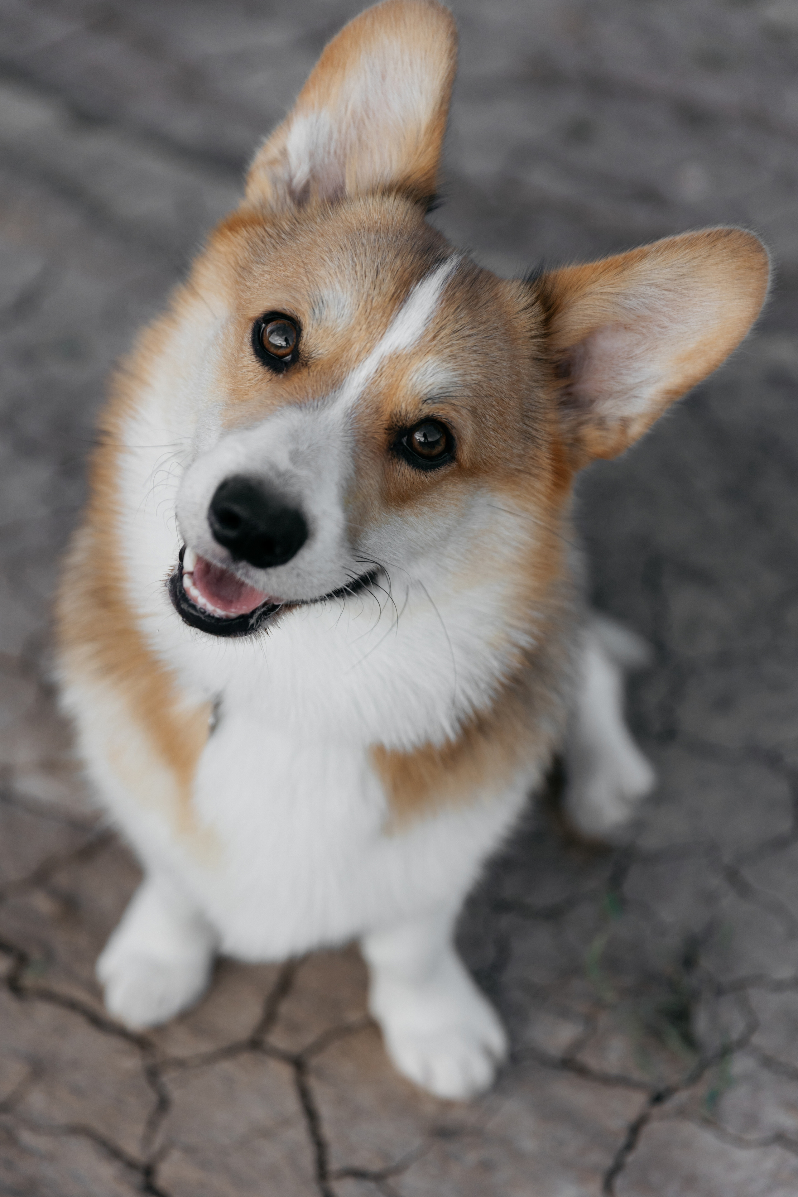 Алина. Свадебный фотограф Домодедово Москва Катерина Алехина