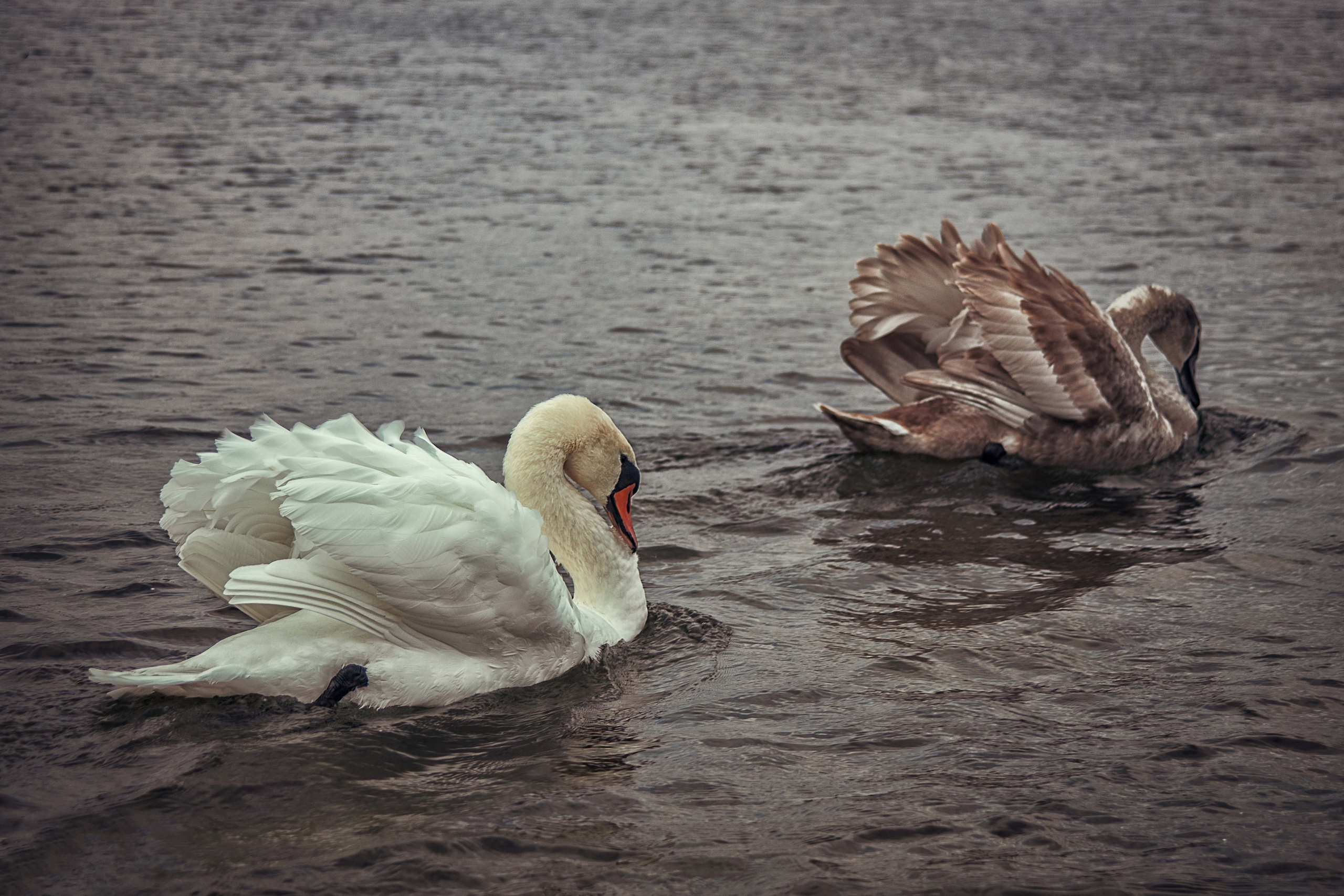 Изборск. Семейный и детский фотограф в Москве Ольга Кривенцова