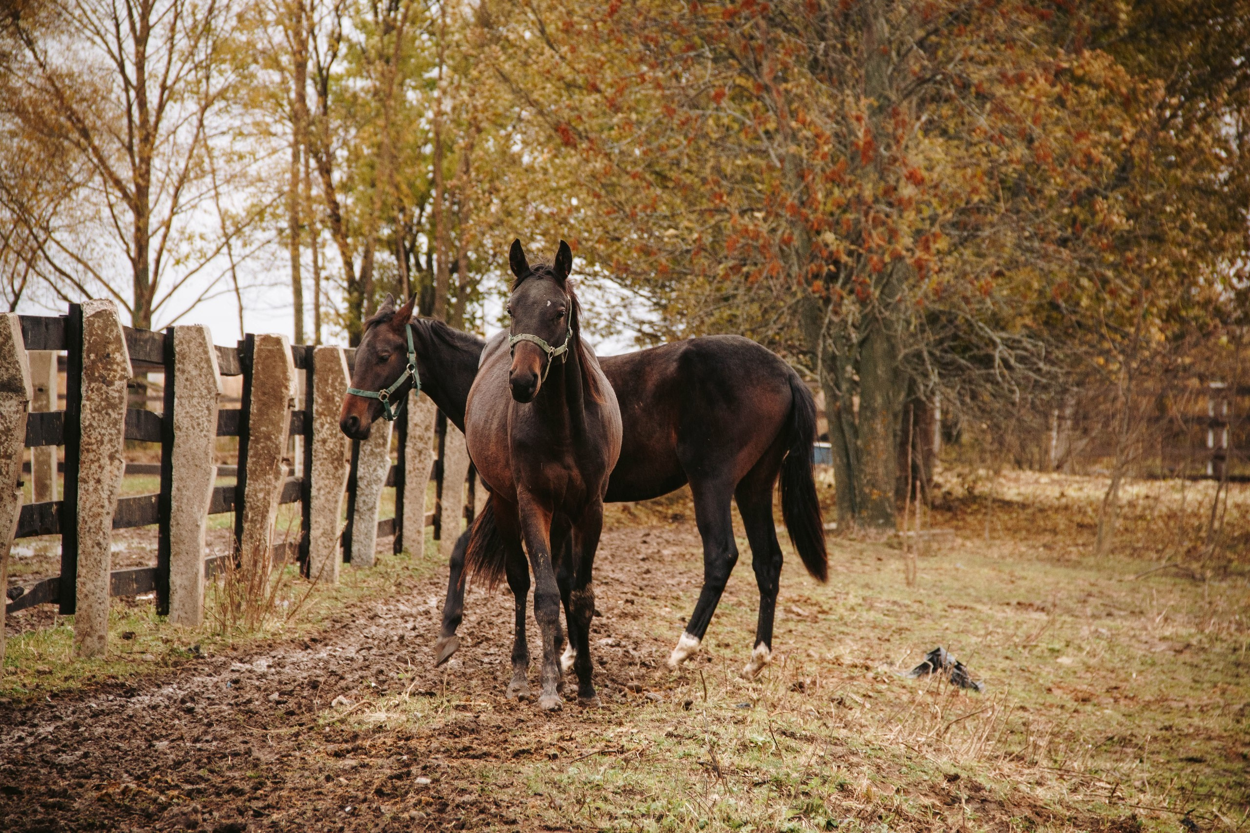 Vyksa. ФОТОГРАФ ANASTASIA KOSHELEVA
