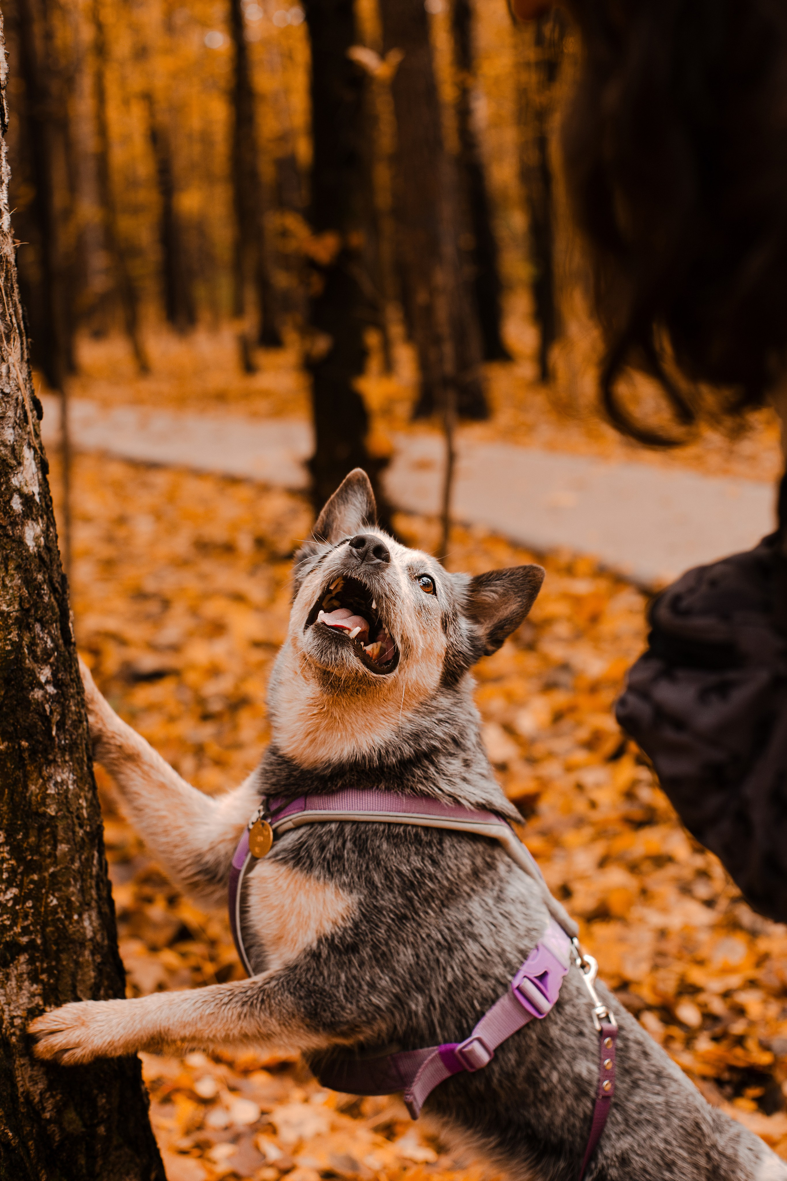 Юля, Антон и Лу. Фотограф-анималист Мария Баркевич | Москва