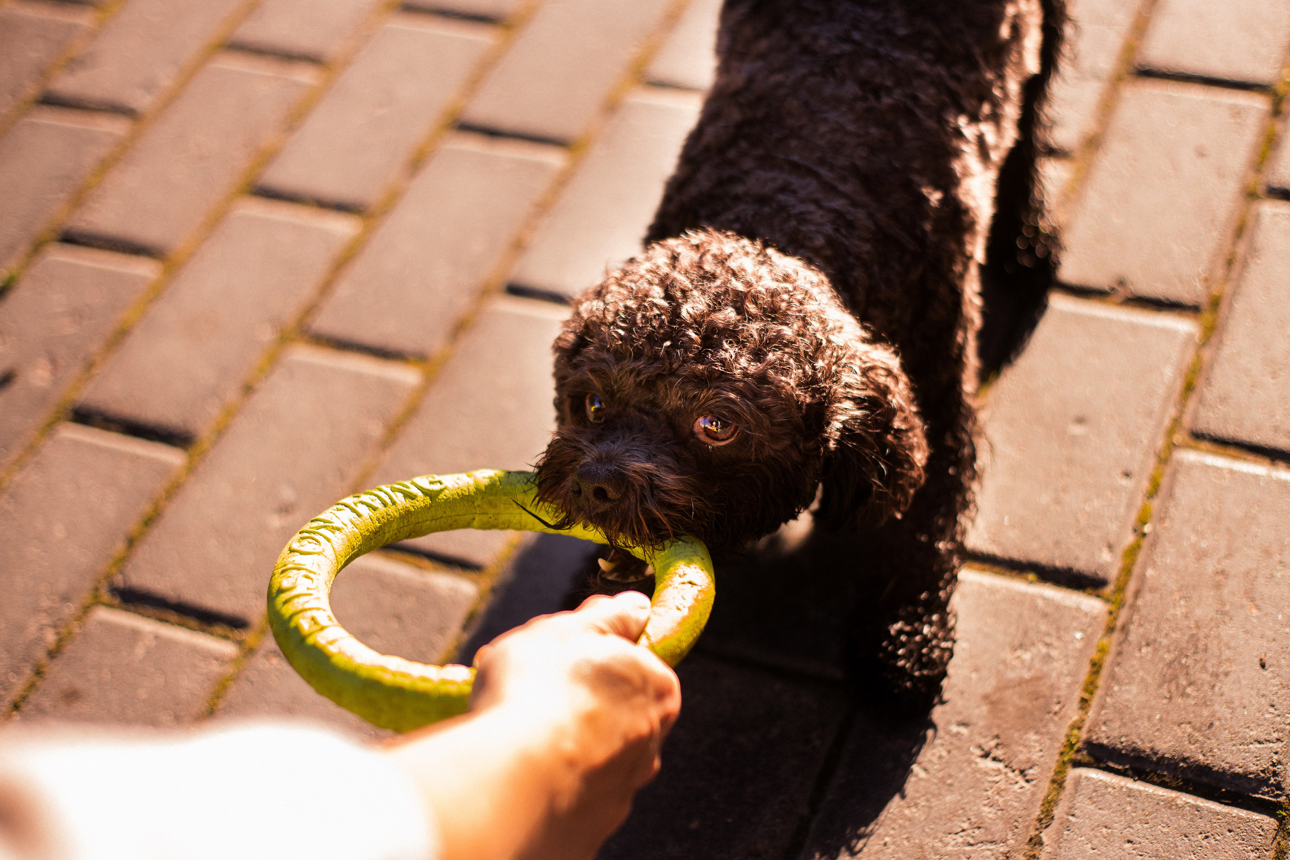 Анна и Бруно. Фотограф-анималист Мария Баркевич | Москва