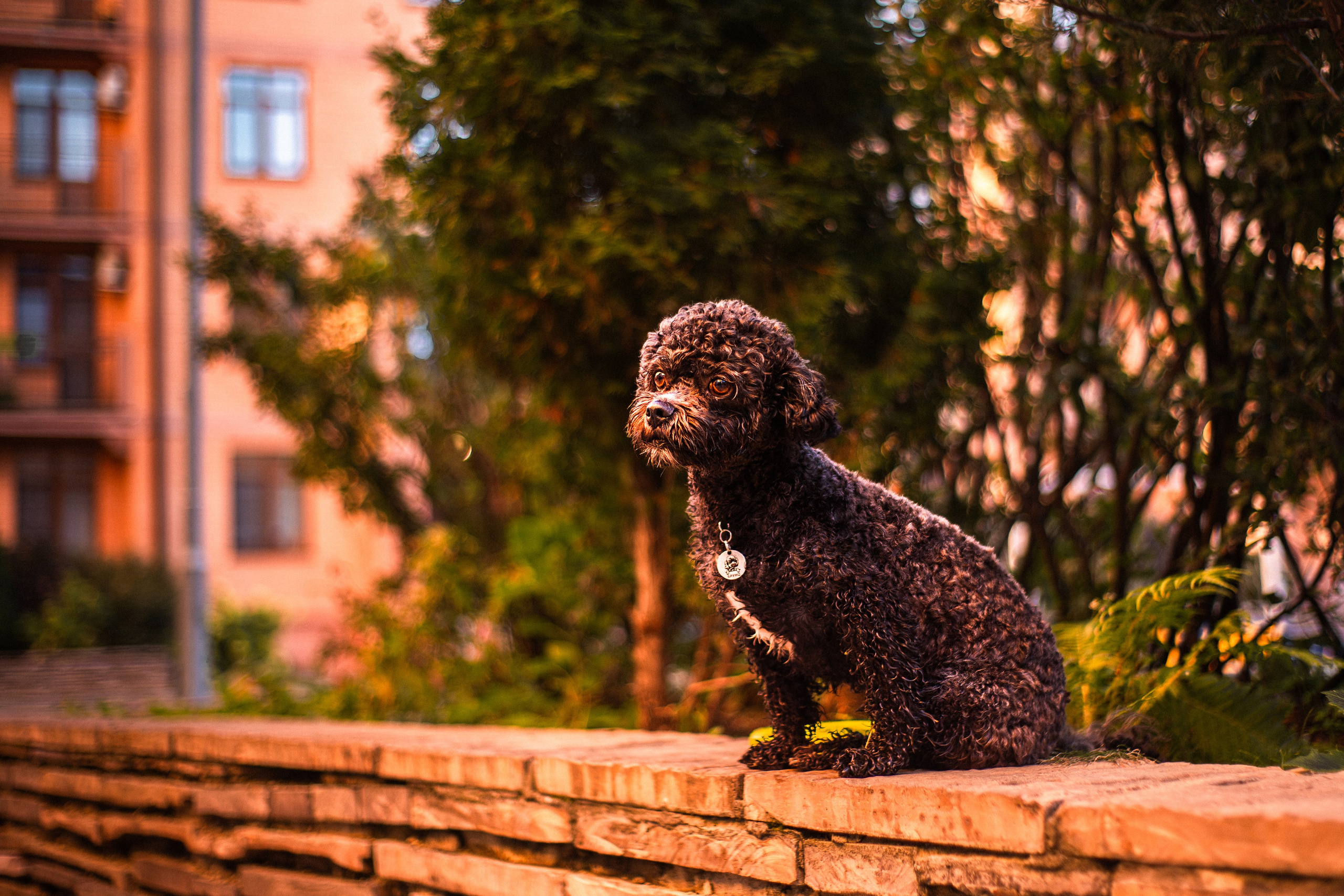 Анна и Бруно. Фотограф-анималист Мария Баркевич | Москва