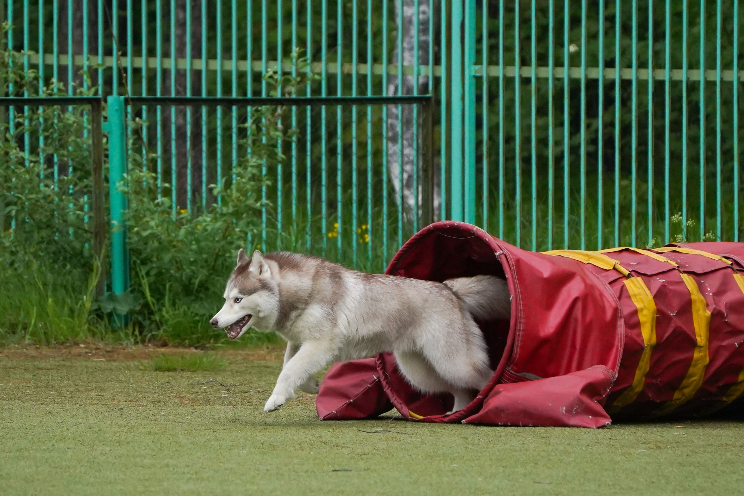 Аджилити 25.05.24, Санкт-Петербург. Фотограф-анималист Анастасия Большакова