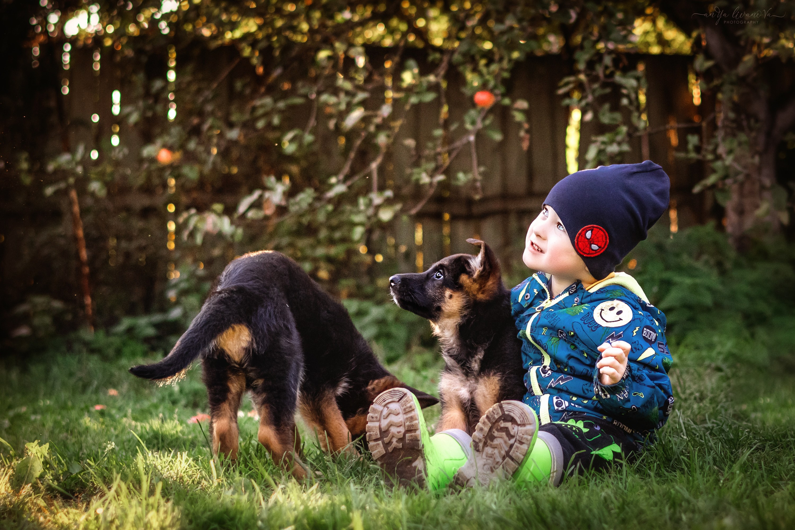 Овчарята. Фотограф анималист Аня Ливанова | Рыбинск