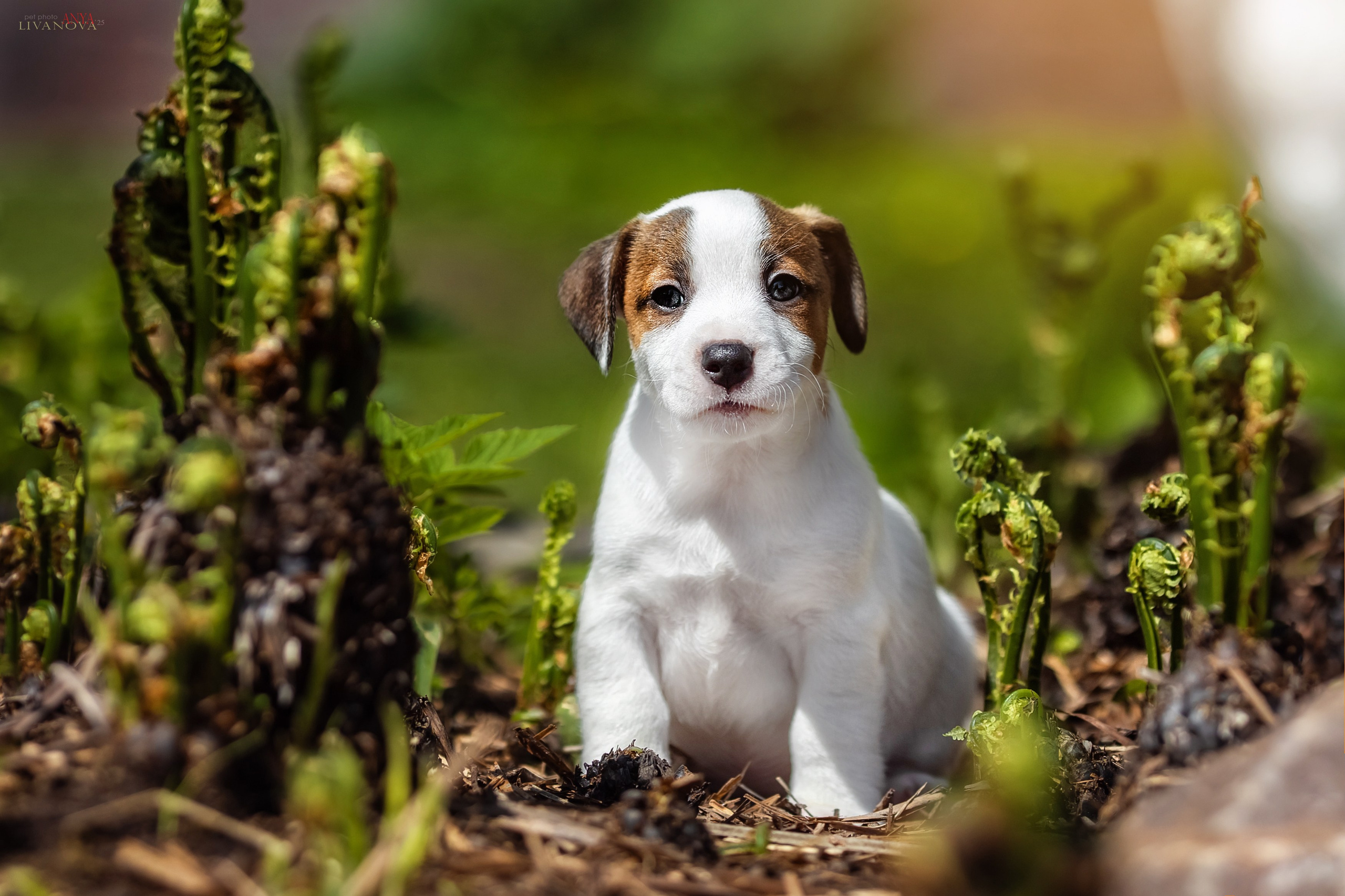 ДРТ. Фотограф анималист Аня Ливанова | Рыбинск
