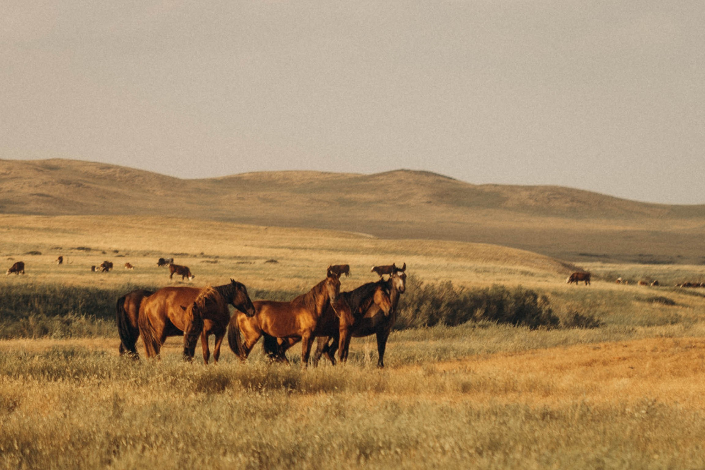 Старшая сестра. Семейный фотограф в Калининграде Елена Глазунова