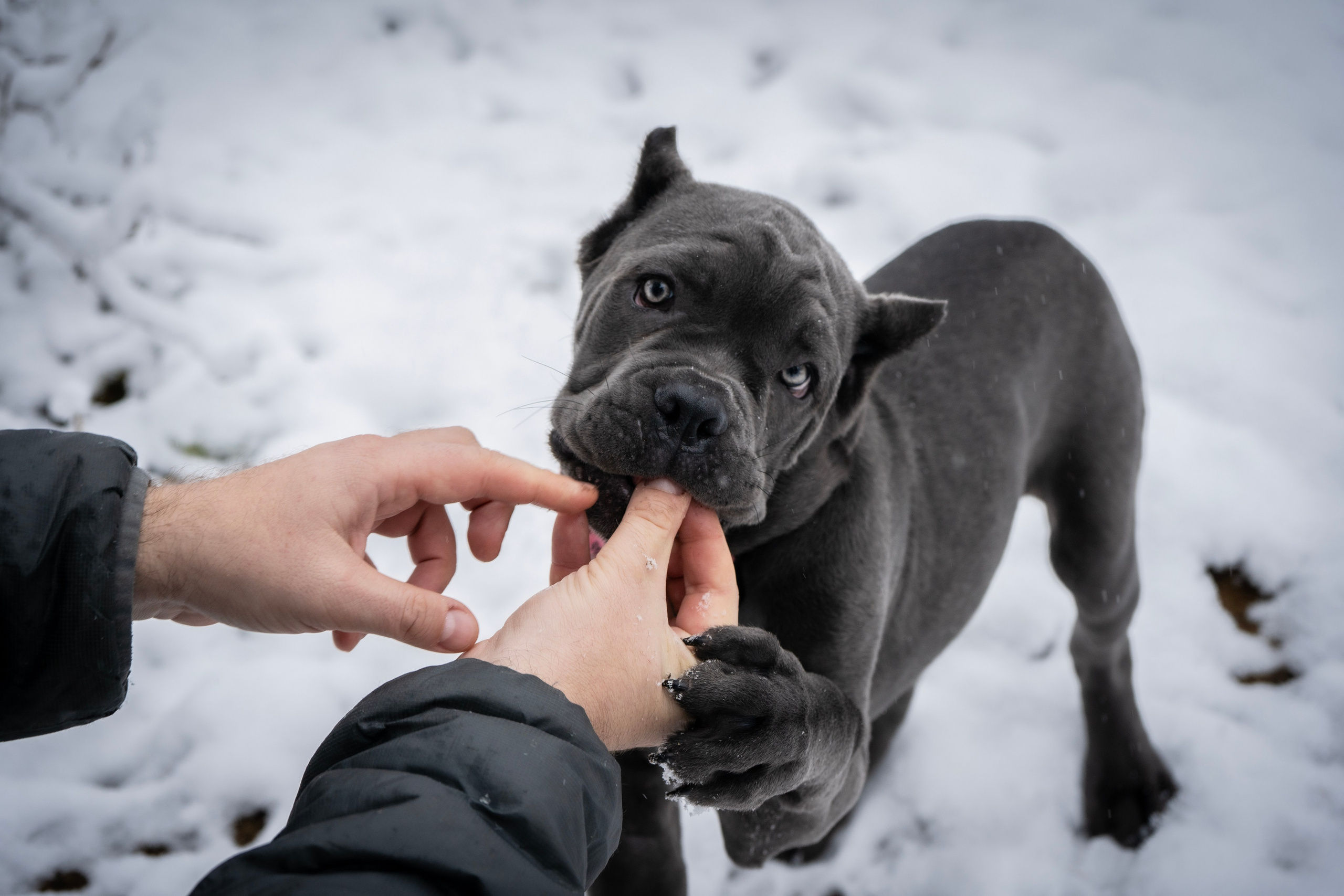 Фотосессии Пушистиков. Фотограф в Санкт-Петербурге Виктория Барышникова