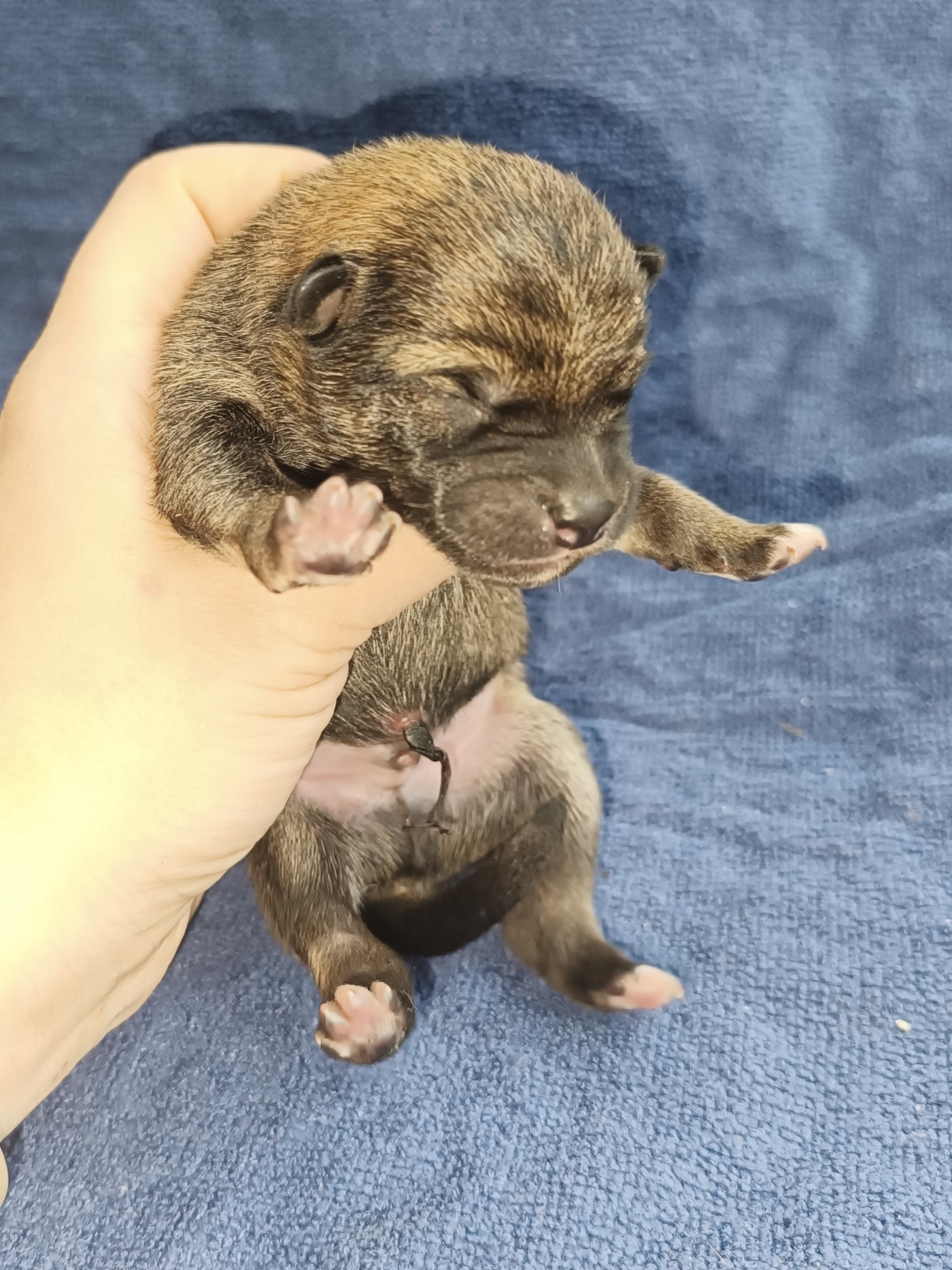 сиба питомник Рубилайт щенки на продажу rubylight  сиба щенки купить СПб Санкт-Петербург 