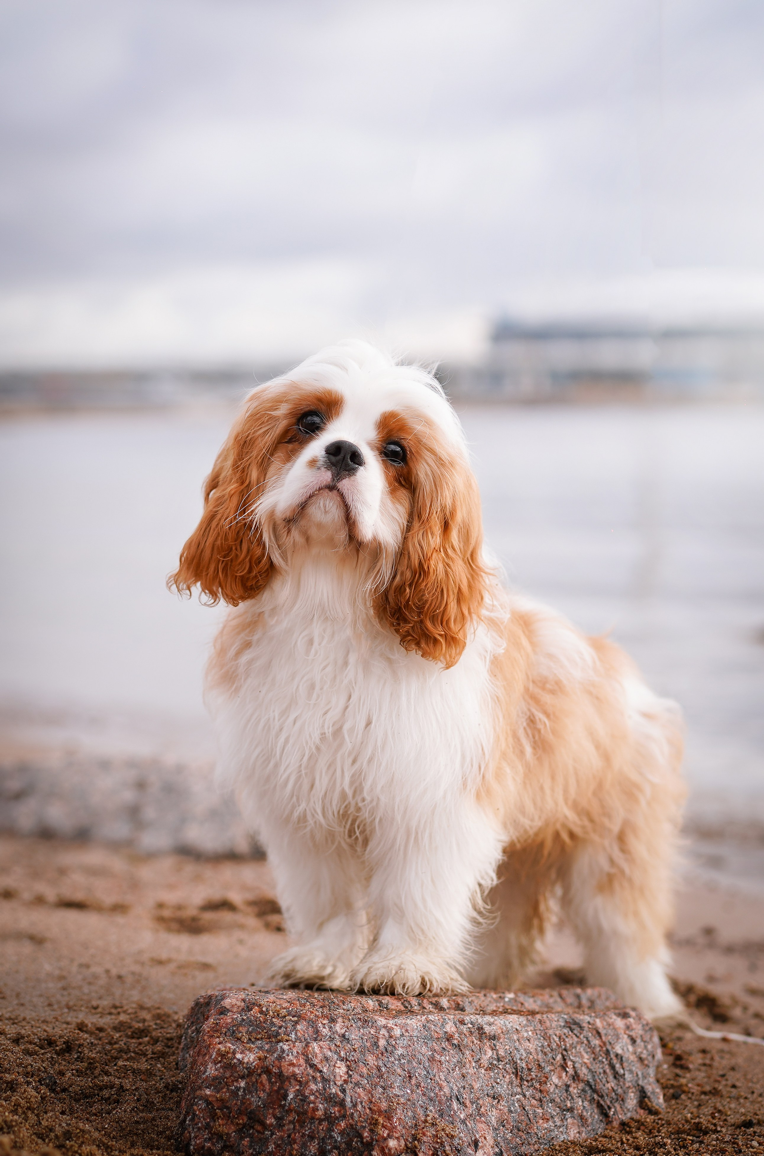 Катя Валера Саша и кавалерчики. Фотограф-анималист в Санкт-Петербурге Яна Мартынова