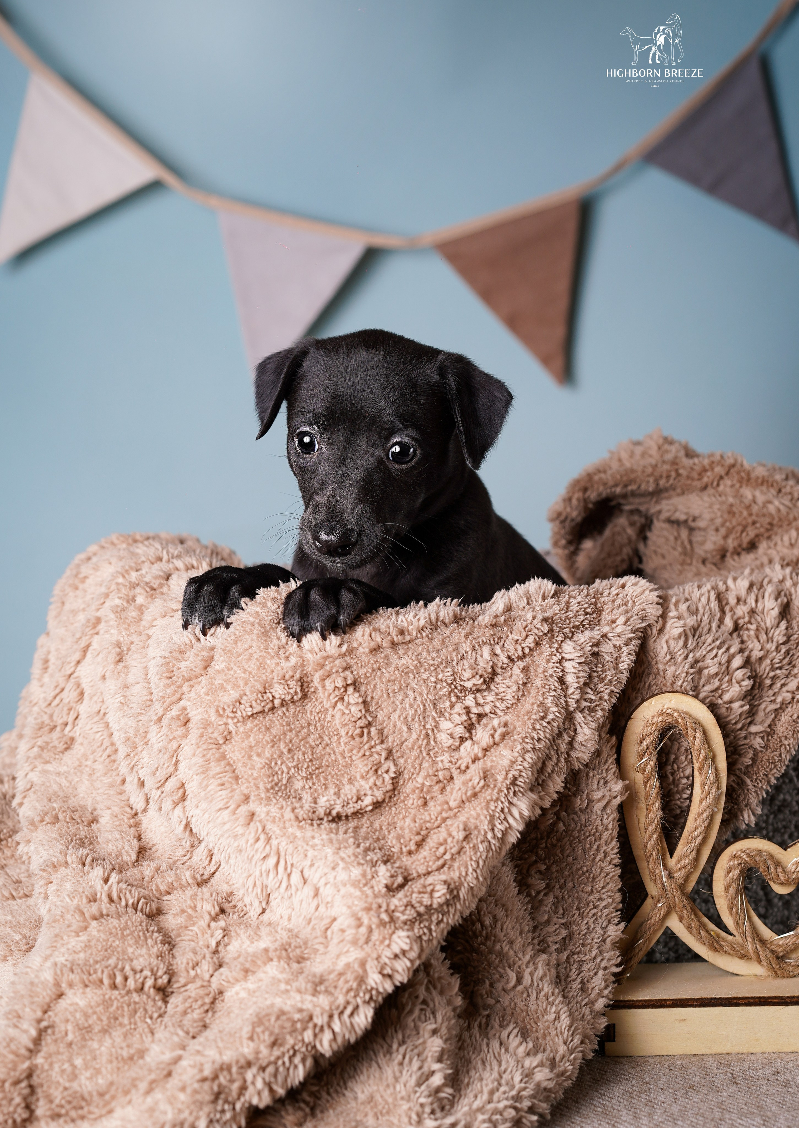 Щенки уиппета. Фотограф-анималист в Санкт-Петербурге Яна Мартынова