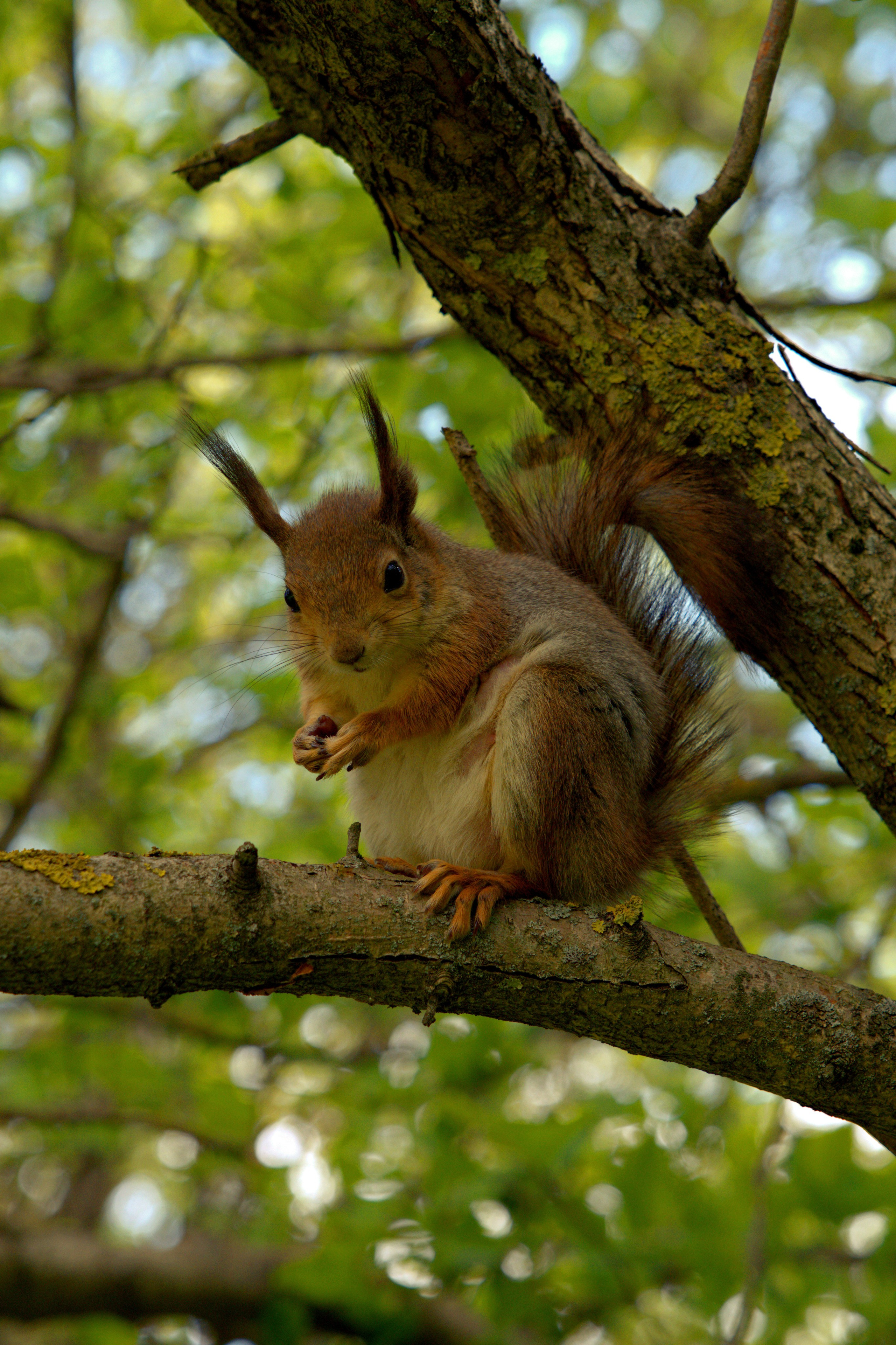 Музей-Заповедник «Царицыно» | 2025. GLAR