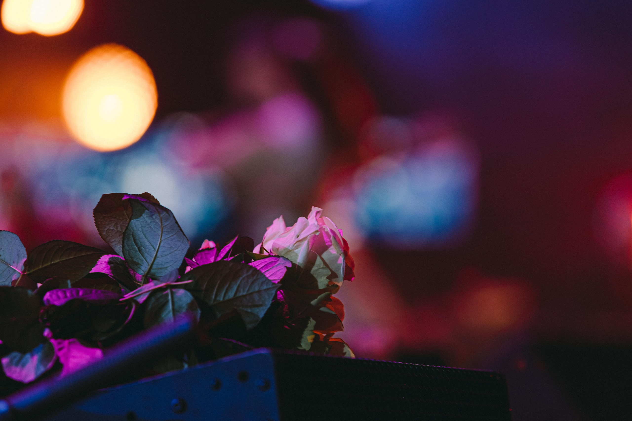 КОНЦЕРТ ПАМЯТИ МИХАИЛА КРУГА. Фотограф Сонкина Татьяна