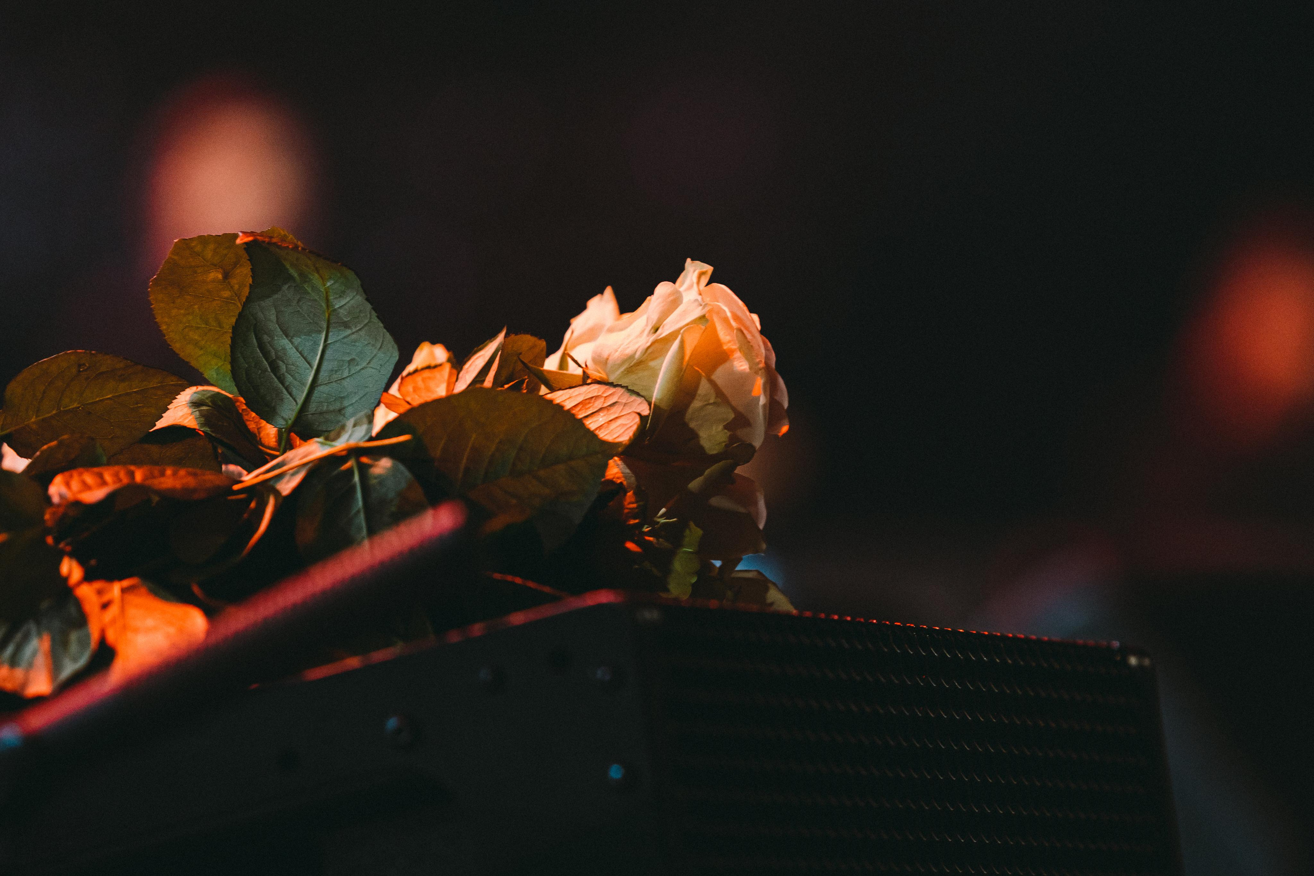 КОНЦЕРТ ПАМЯТИ МИХАИЛА КРУГА. Фотограф Сонкина Татьяна