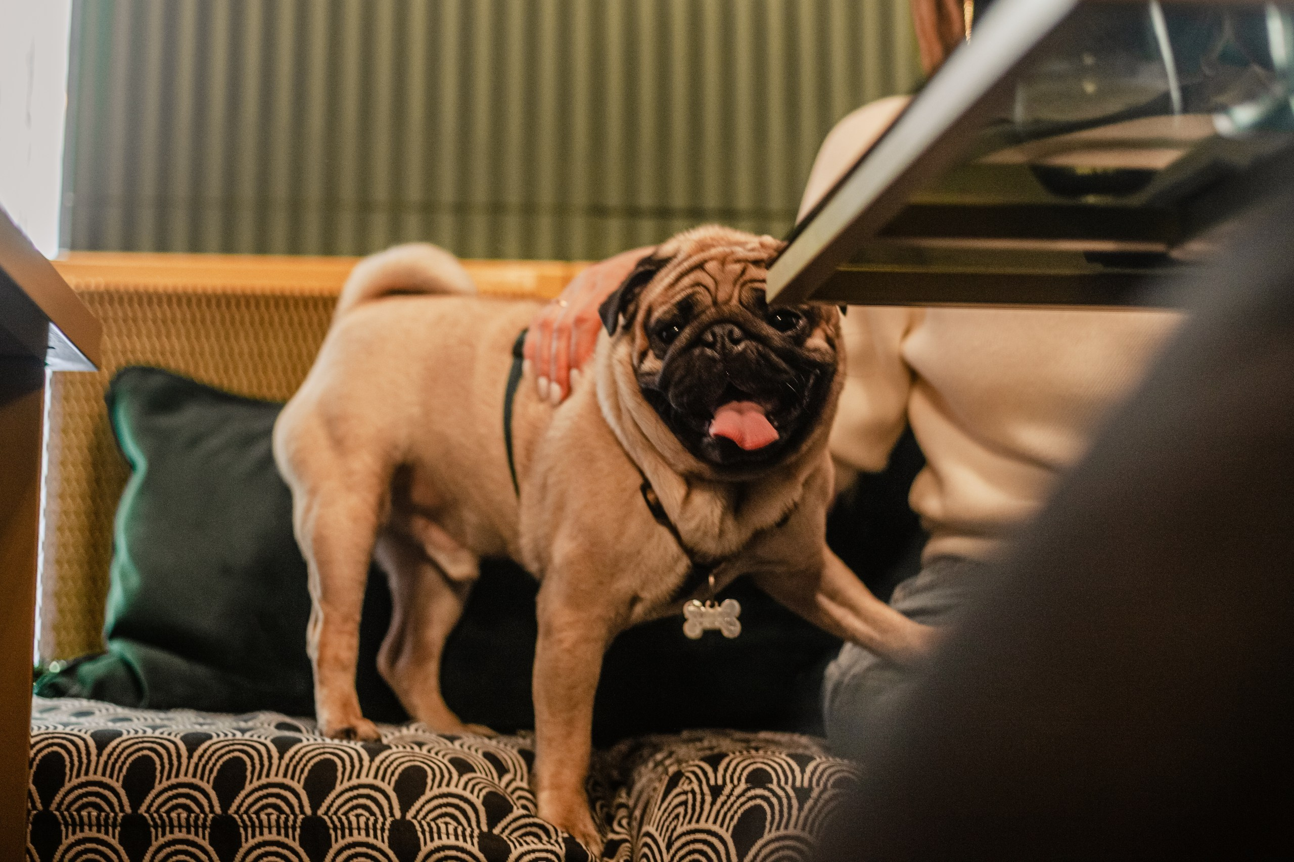 Мопсовстреча 02.12.2023. Фотограф-анималист Татьяна Степанова