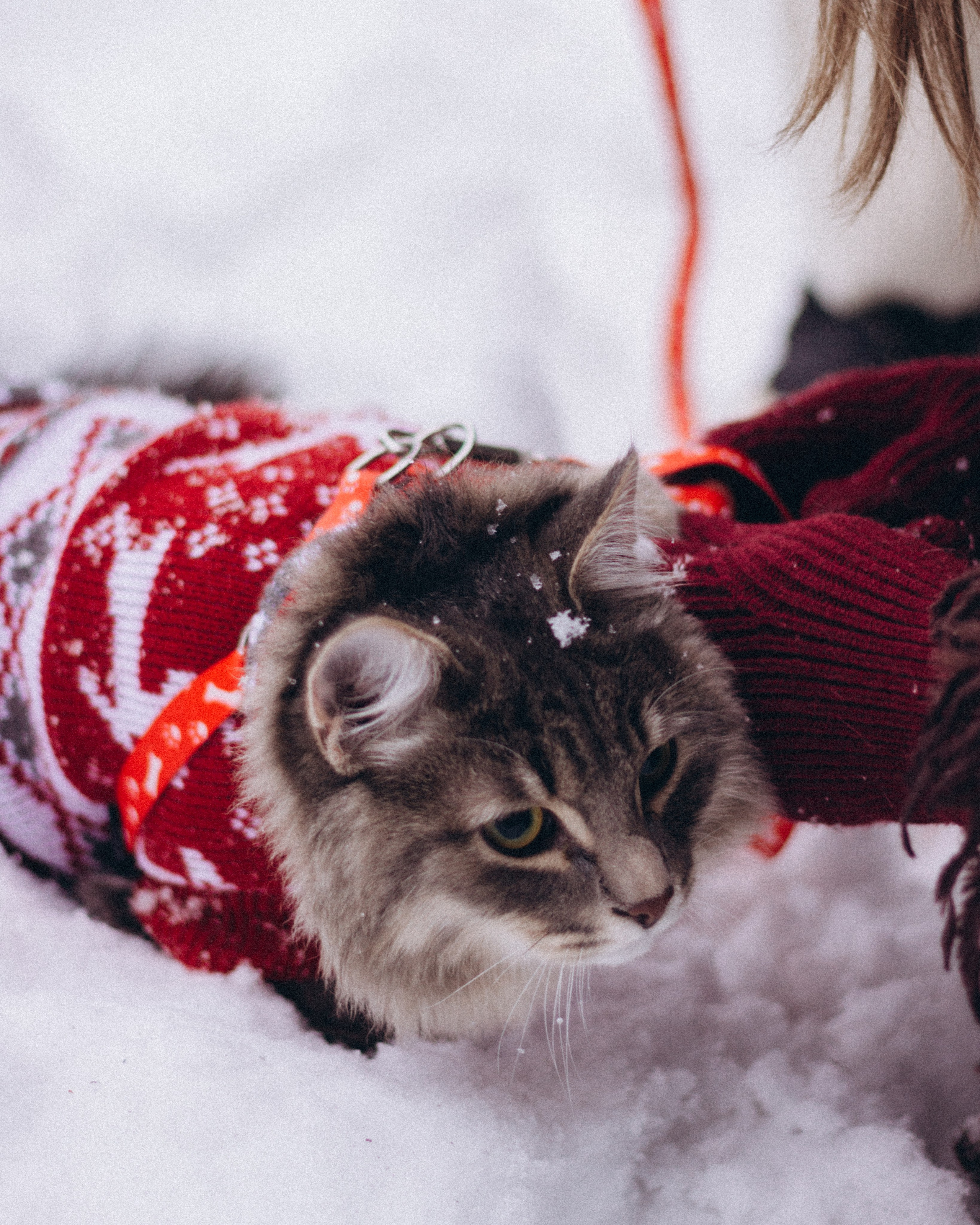 Пушистая любовь. Семейный фотограф в Нижнем Новгороде