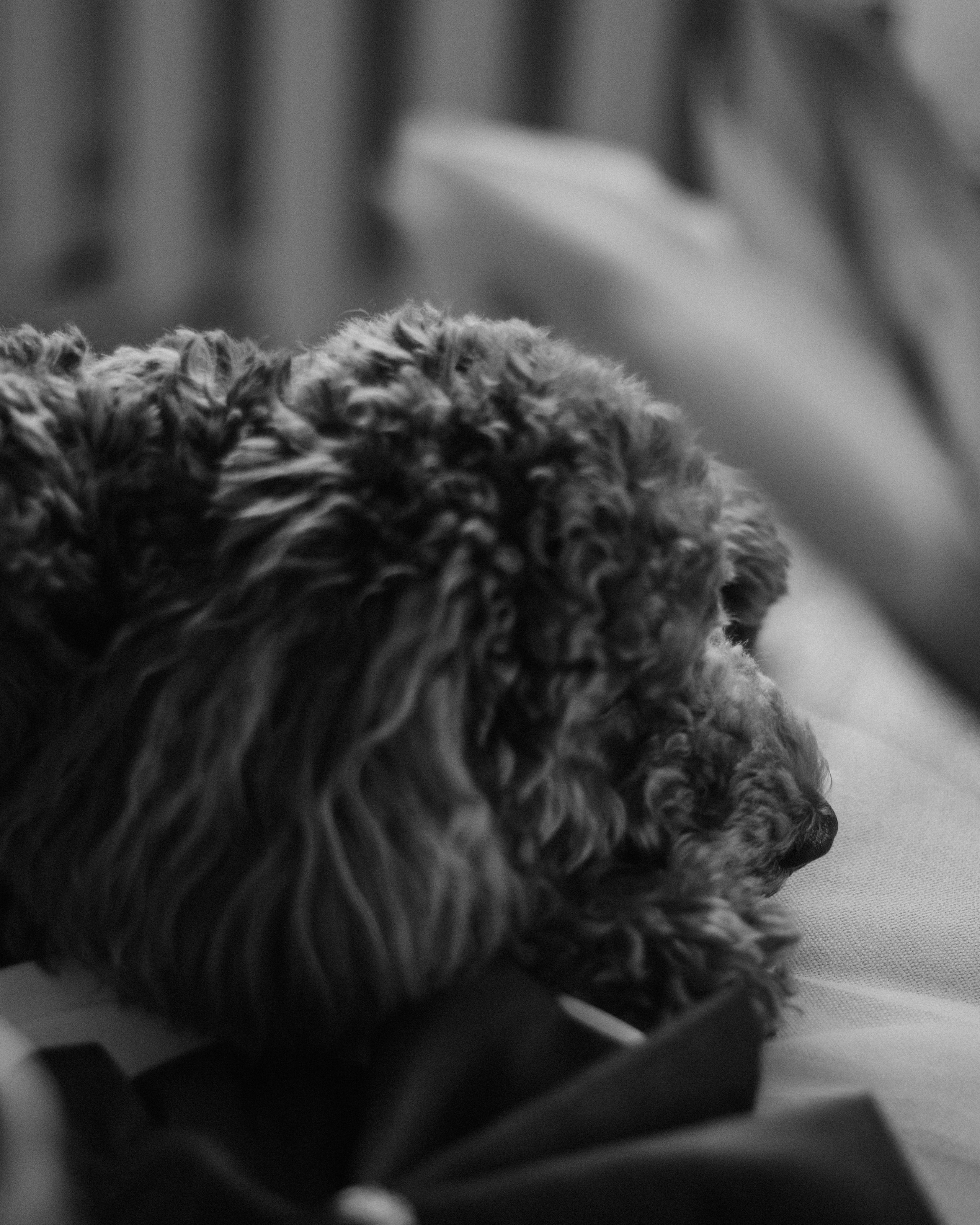 Пушистая история Гречки. Семейный фотограф в Нижнем Новгороде