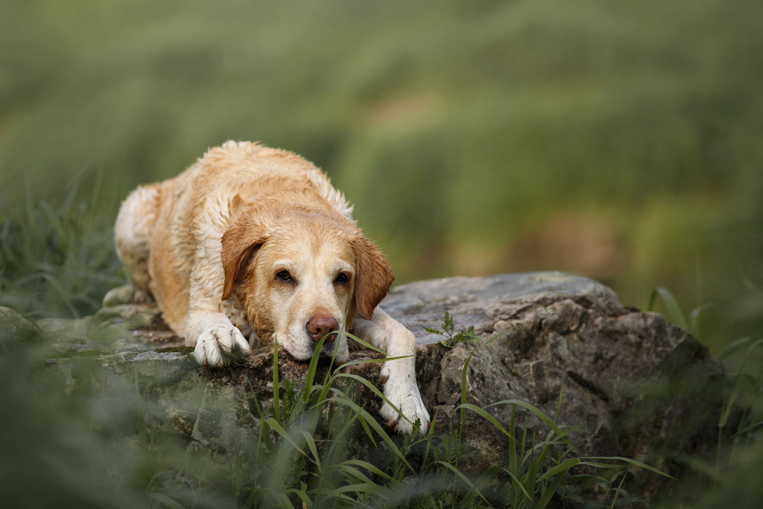 Фотограф-анималист в Калуге Мария Шерскова