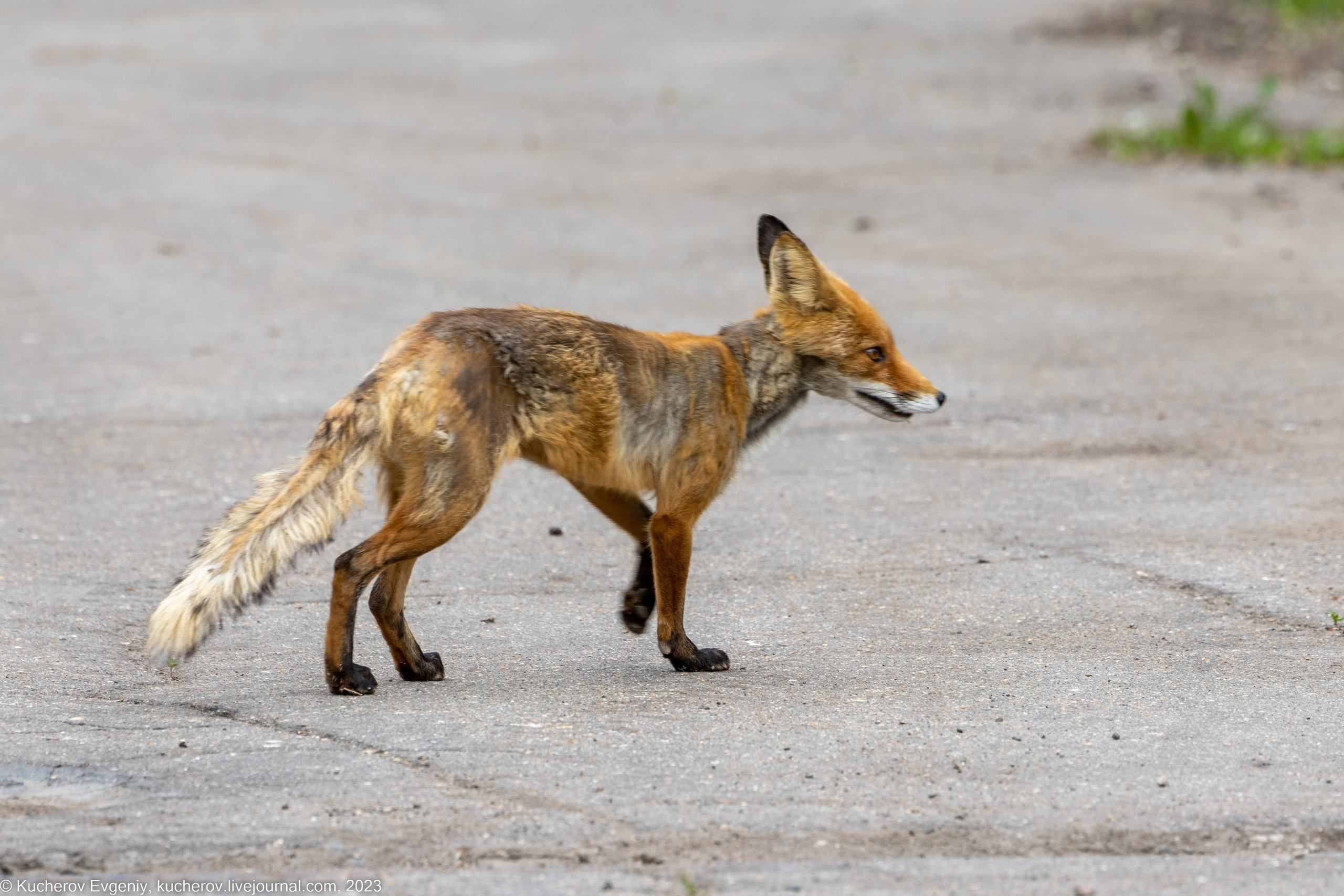 Лиса. Кучеров Евгений. Фотограф