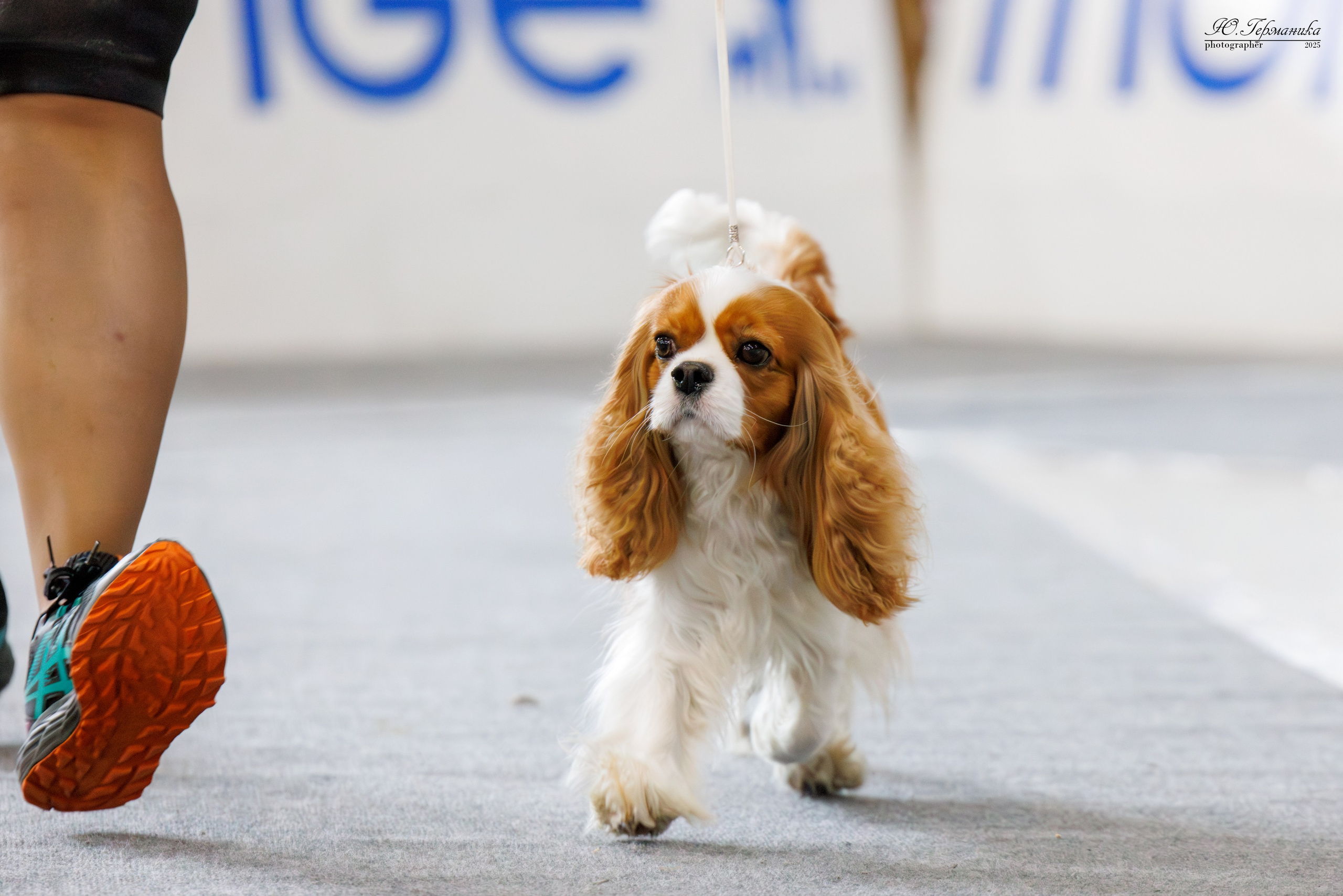 Ереван 2х CACIB 29-30.04.2025. Фотограф-анималист Юлия Германика