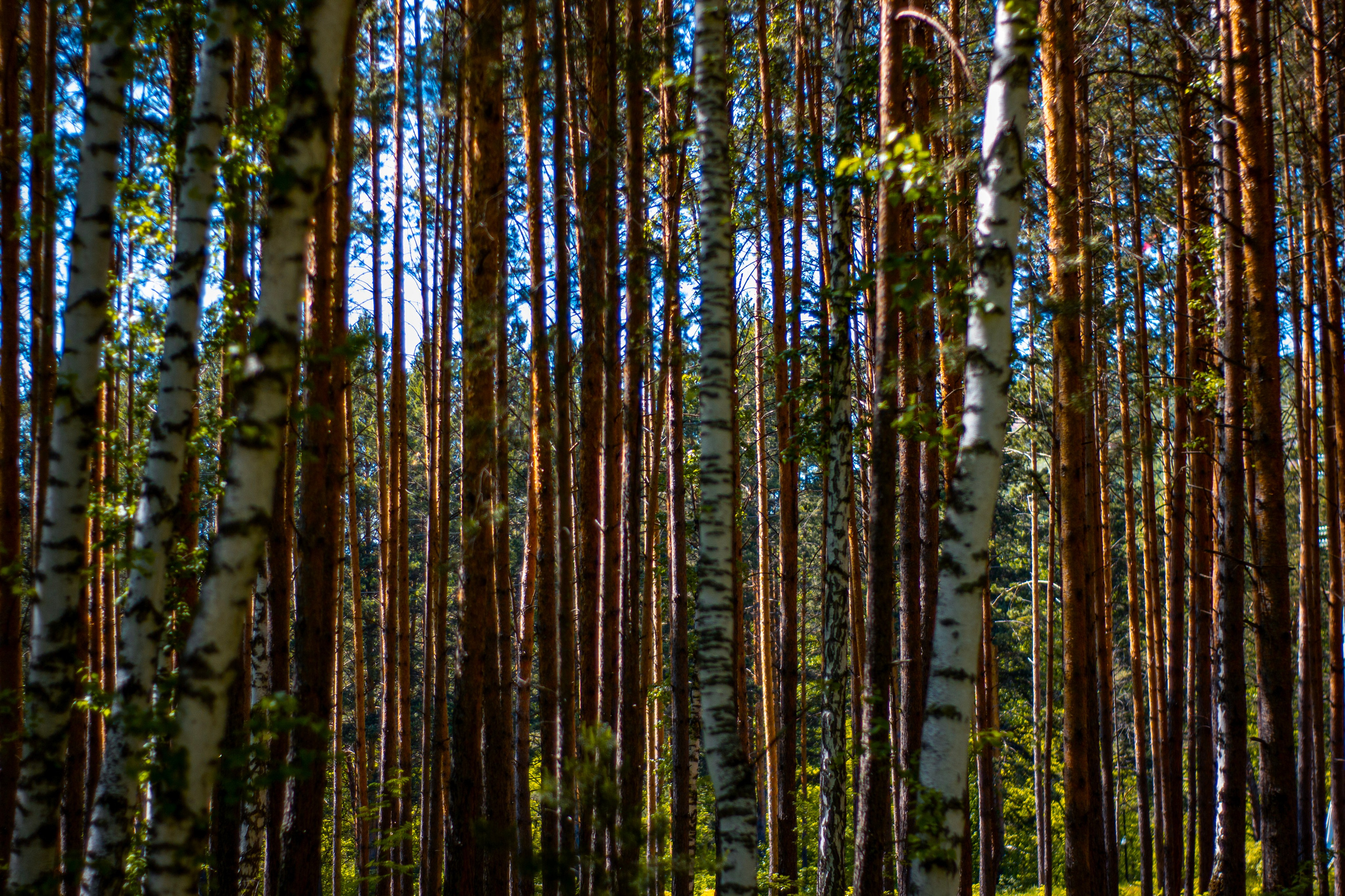 12.06.2024 | Красноярск. Kuznetsov | Фотограф в Красноярске