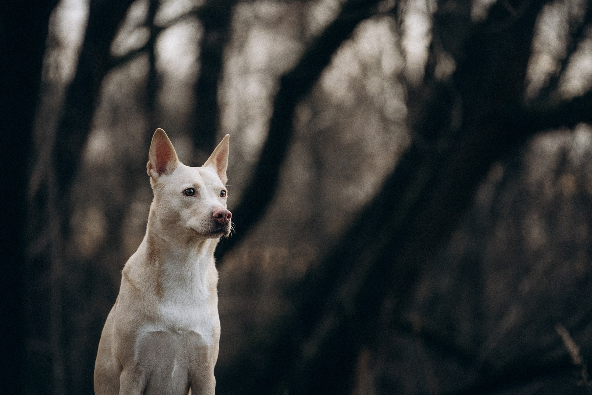 Туся. Фотограф анималист в Москве и Санкт-Петербурге Свиридова Анна