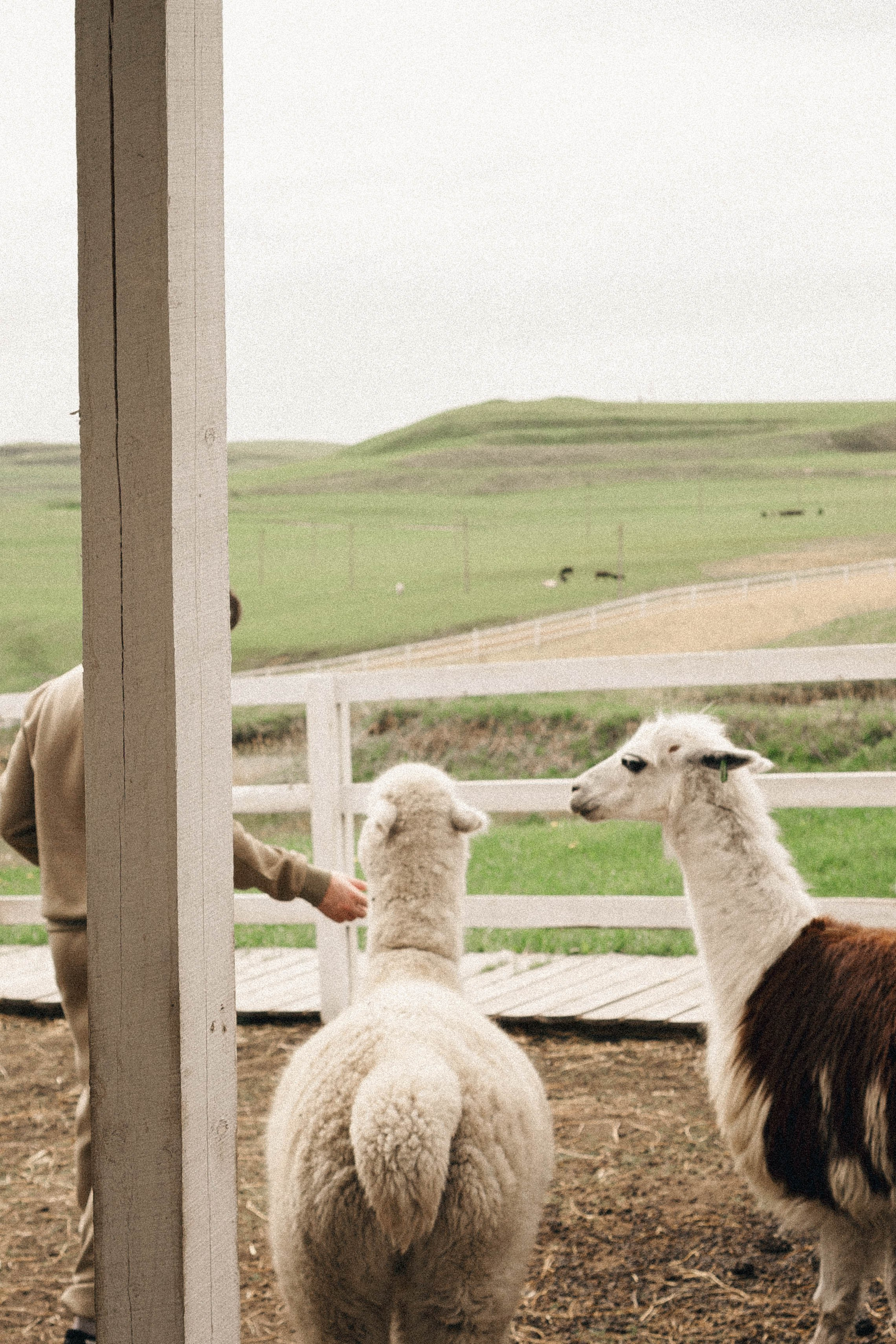 Ферма Альпак. Профессиональный фотограф, Санкт-Петербург — Виктория Богомолова