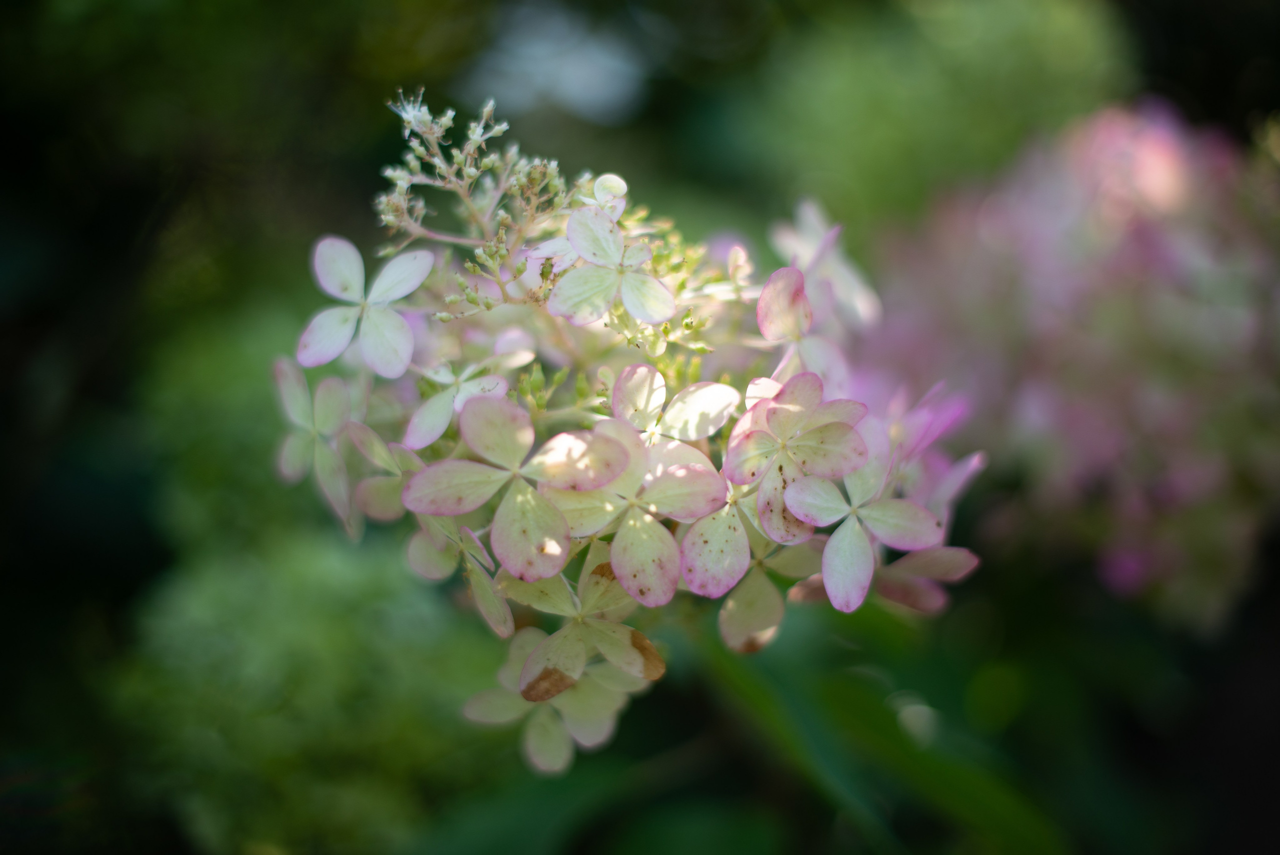 Цветы сада МГУ. Victoria Radjevna Репортажный Фотограф — Видеограф Москва • Санкт-Петербург