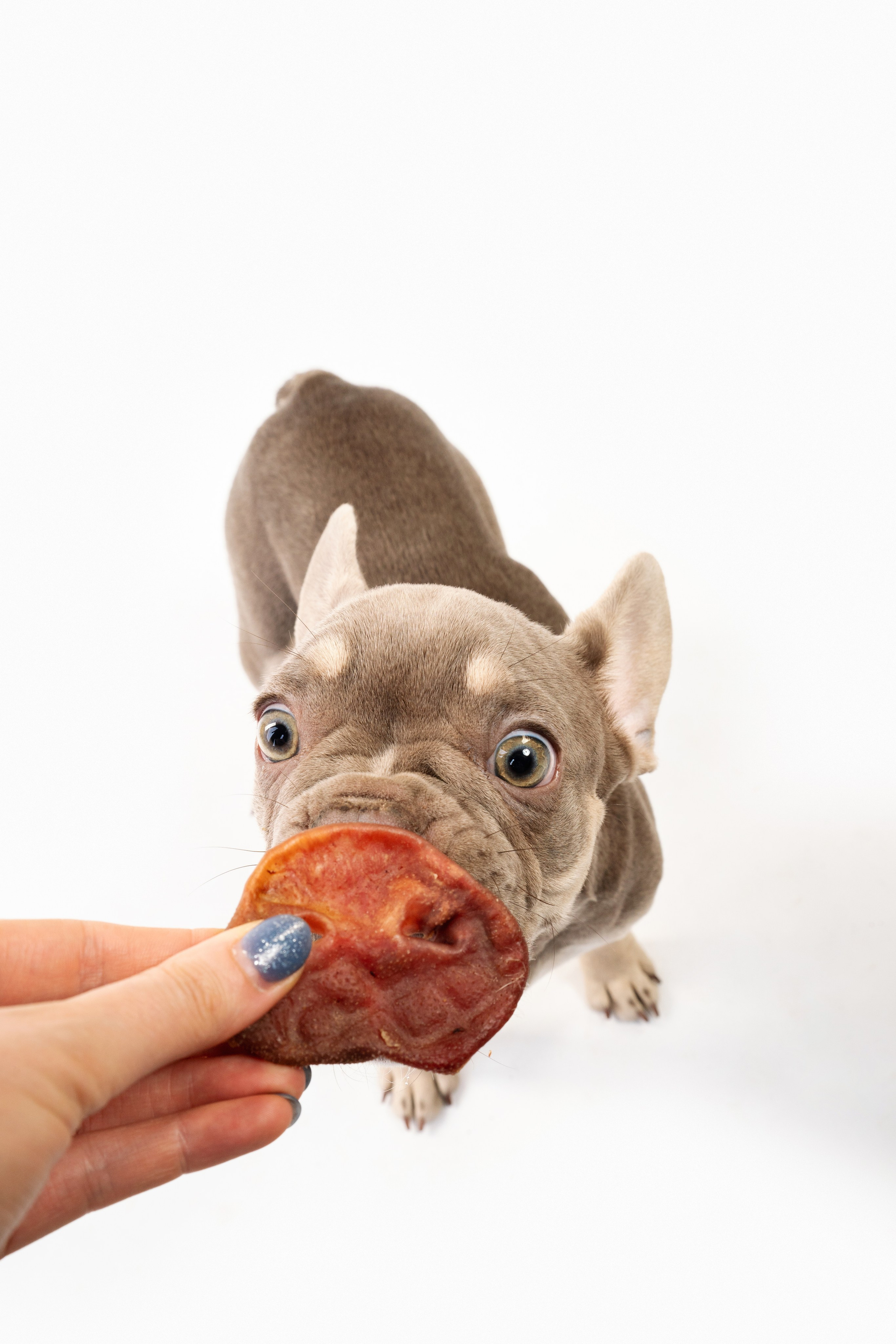 Лакомства Woofa. Фотограф анималист Осипчикова Мария