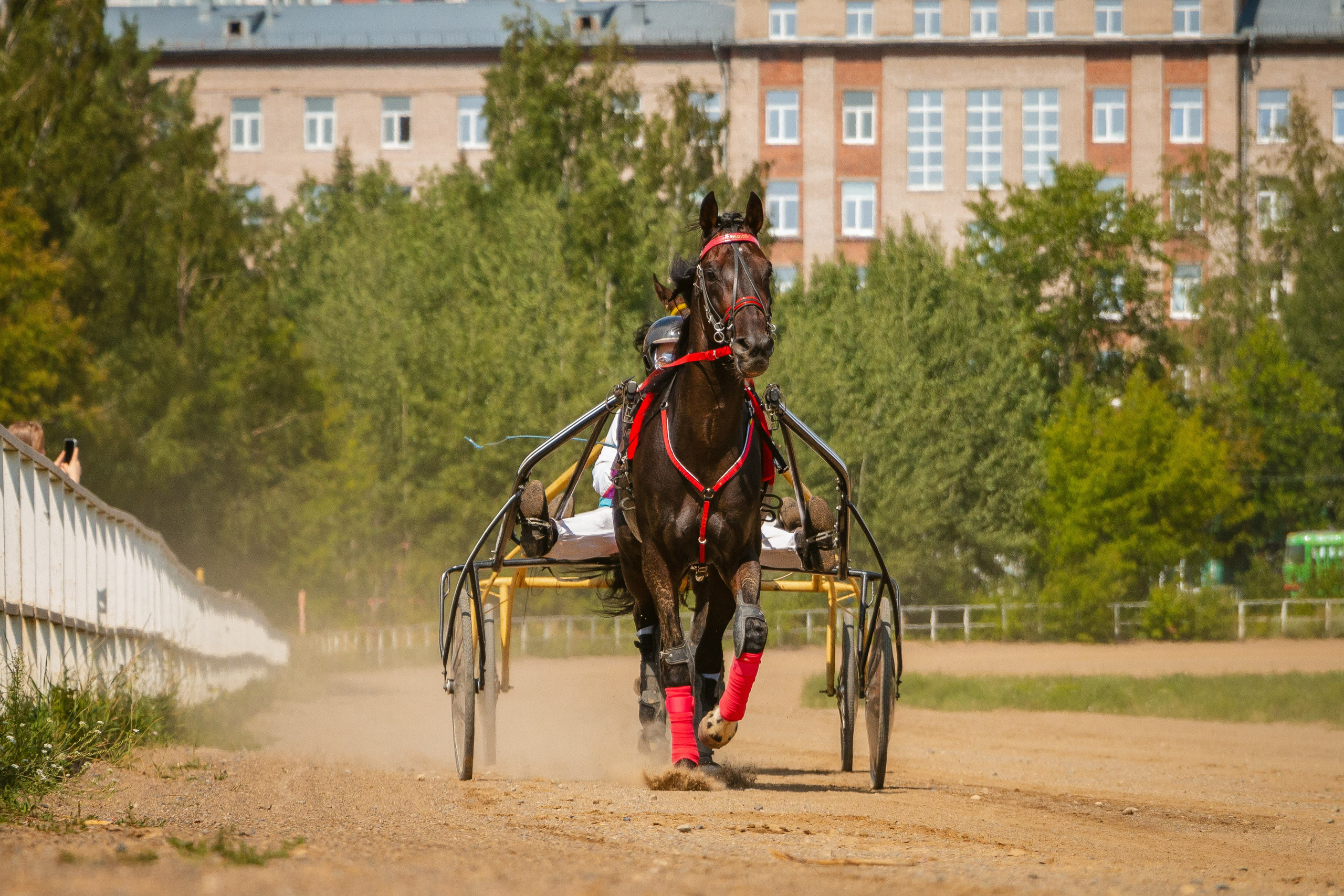 Рысистые бега. Ижевск 2023. Олег Романов. Мастер фото по спорту