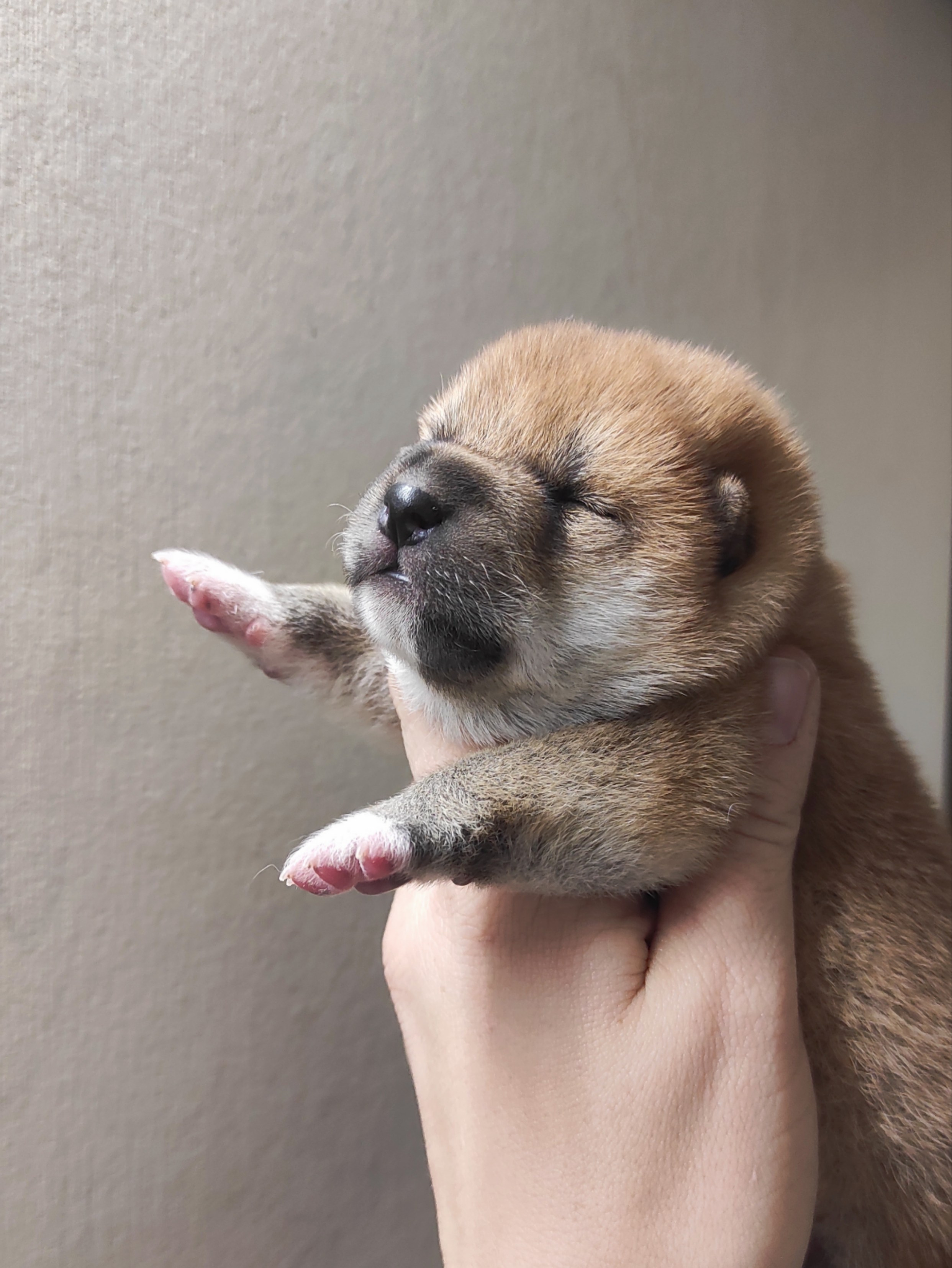 сиба питомник Рубилайт щенки на продажу rubylight  сиба щенки купить СПб Санкт-Петербург 