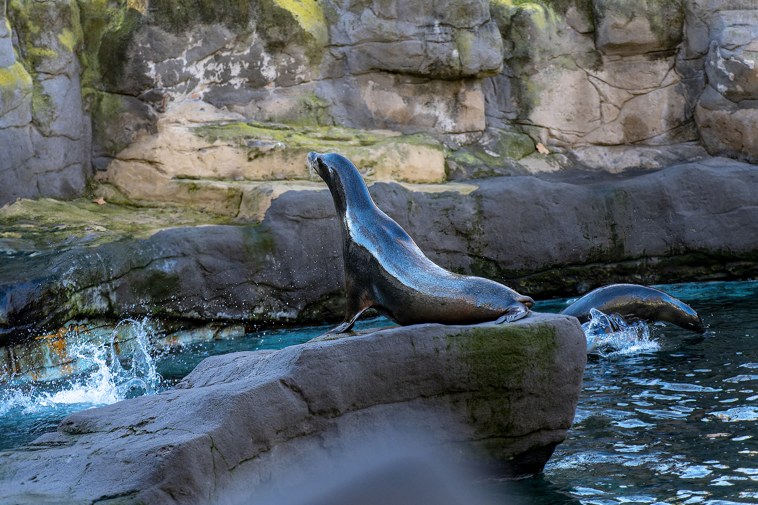 Animales. Fotógrafo Y Videógrafo Rost Kutuzov