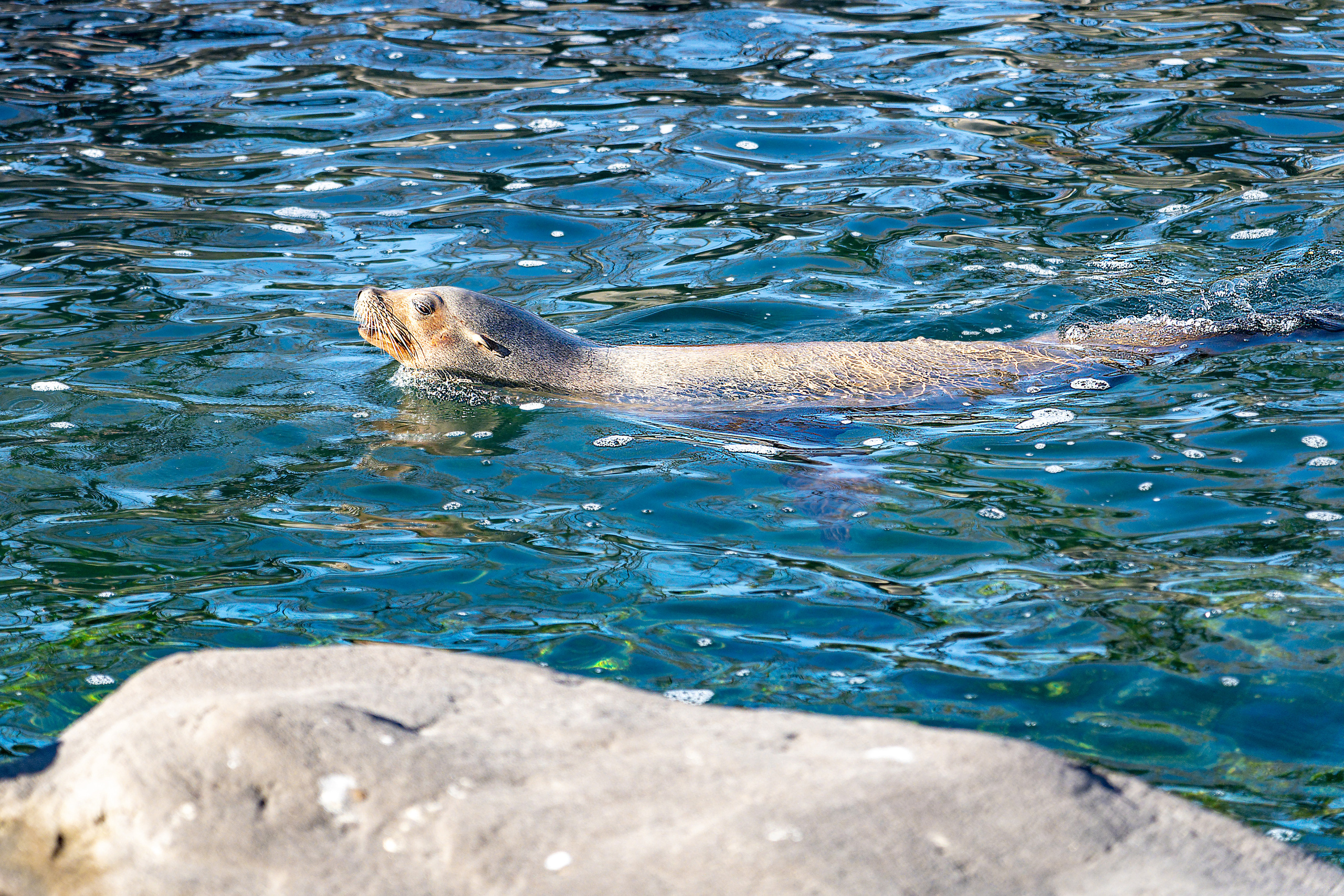 Animales. Fotógrafo Y Videógrafo Rost Kutuzov
