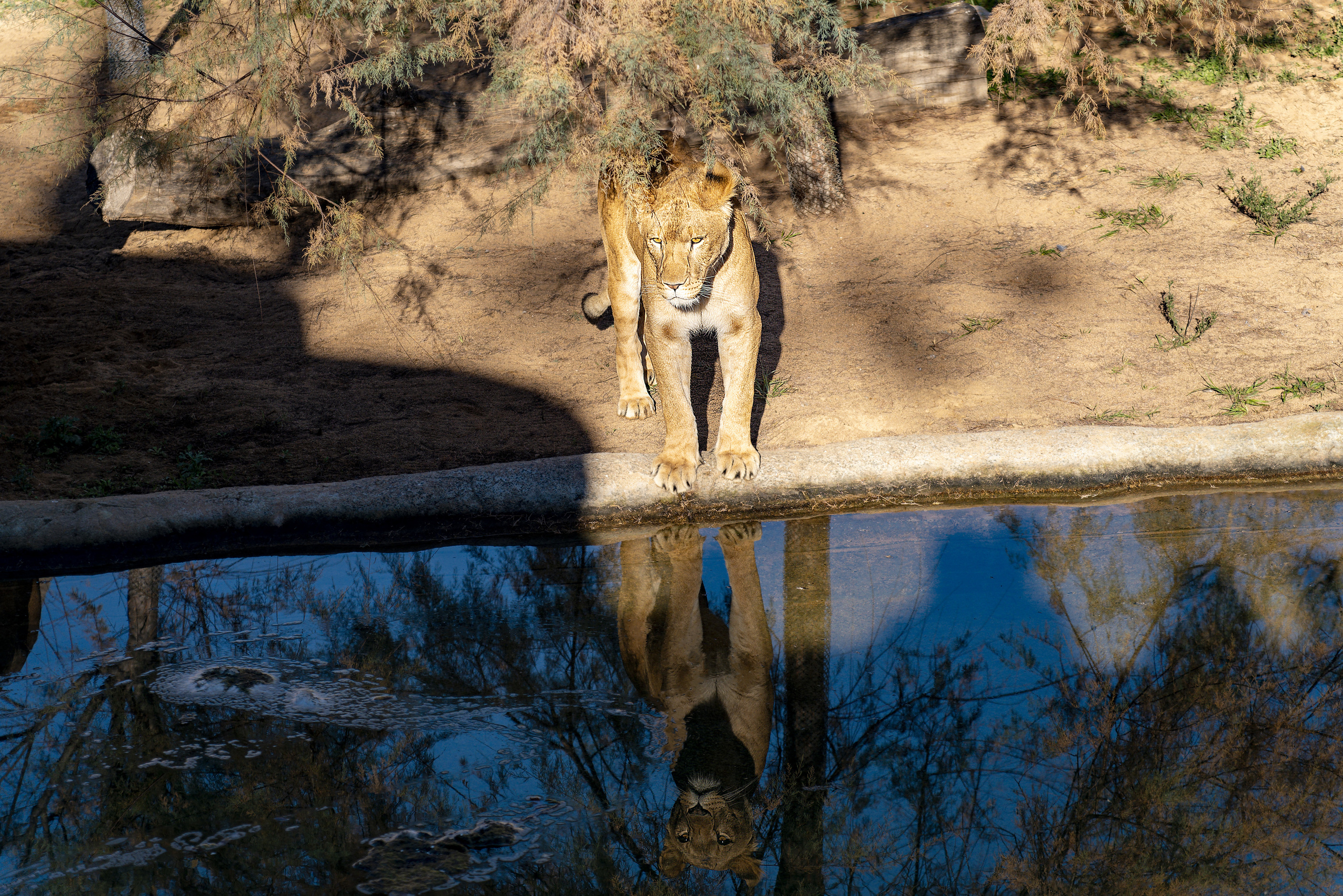Animales. Fotógrafo Y Videógrafo Rost Kutuzov